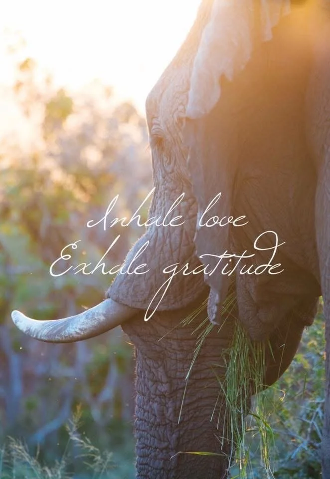 The attitude of gratitude