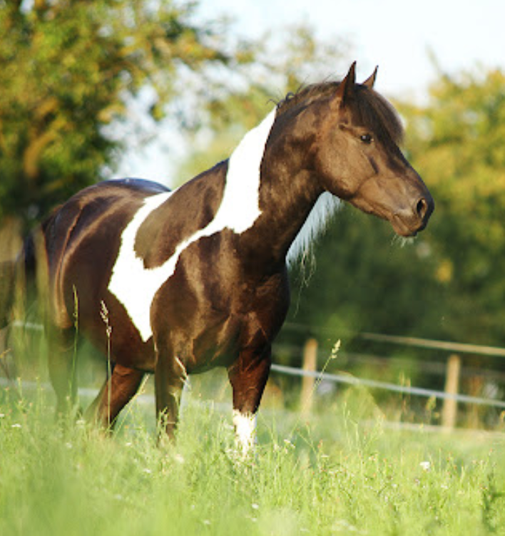 REITEN IN DER LEWITZ