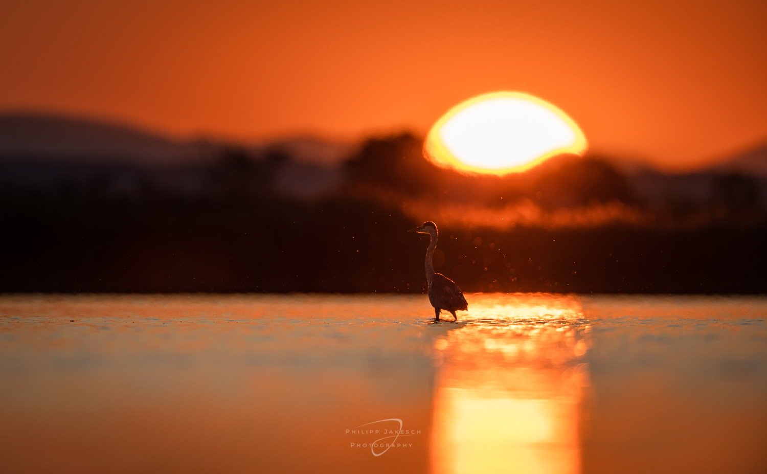 Vögel Fotografieren im Seewinkel
