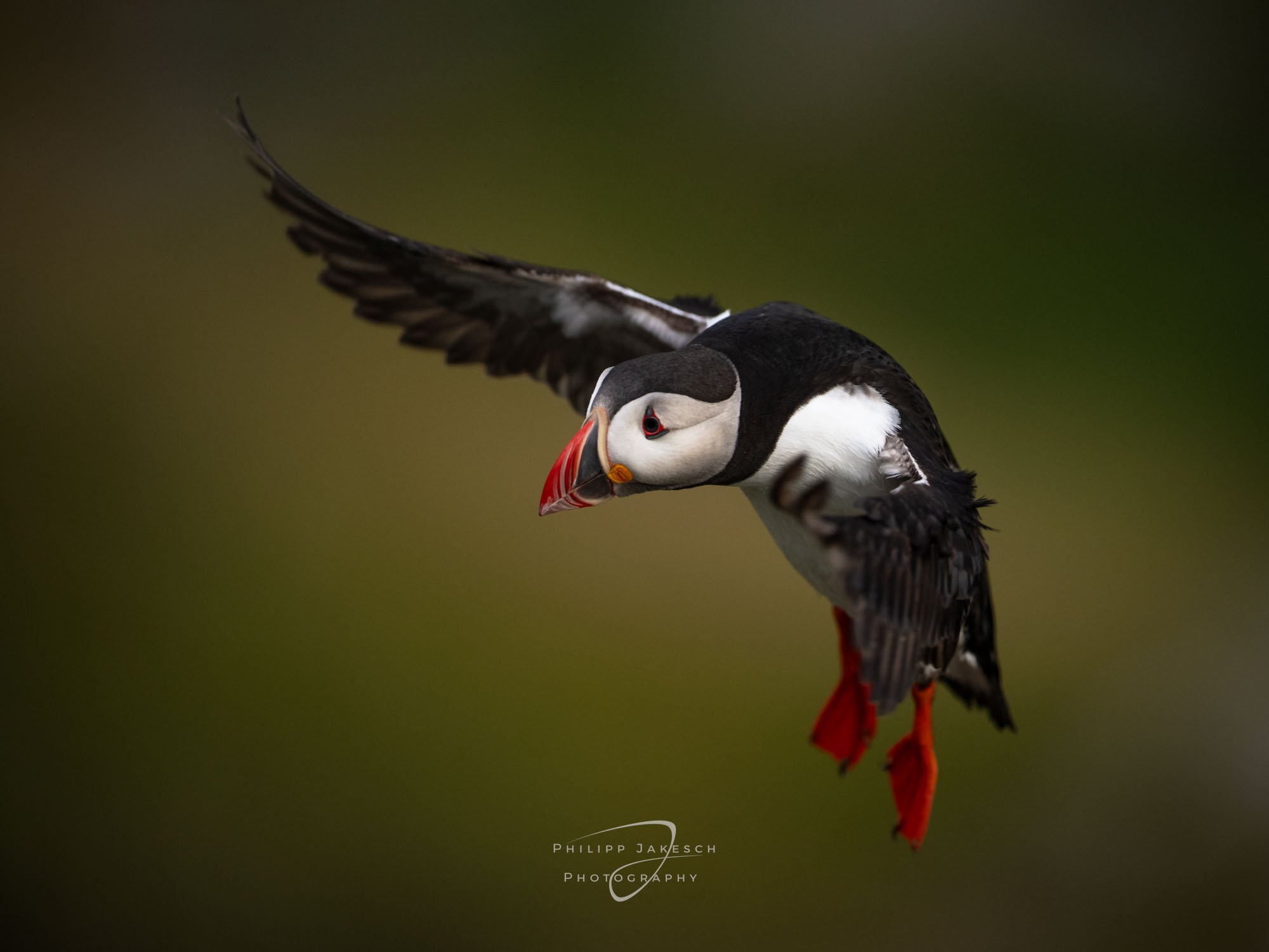 Die Magie der Vogelinsel - Fotoreise nach Runde, NO