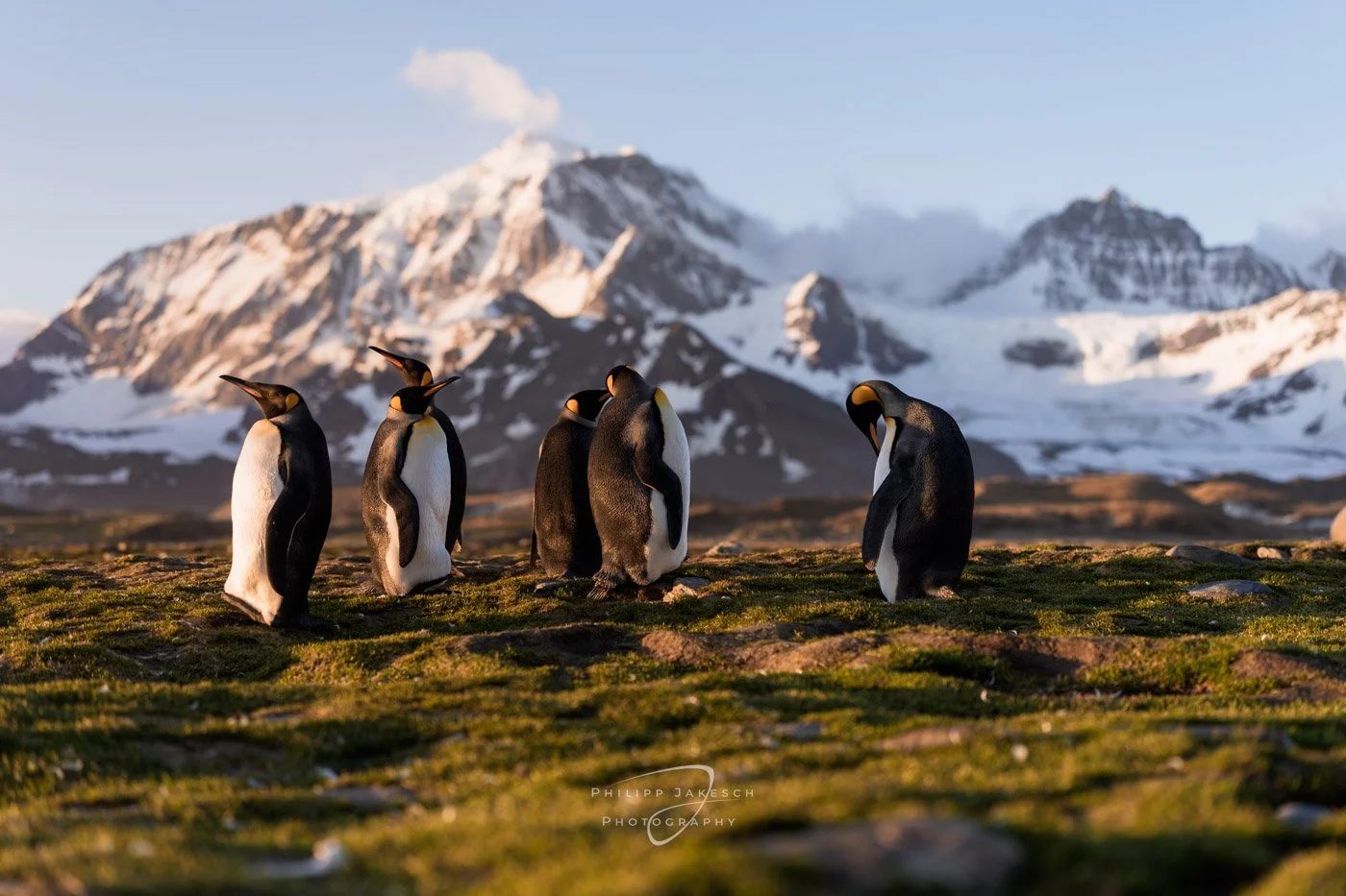 Königreich der Tierwelt