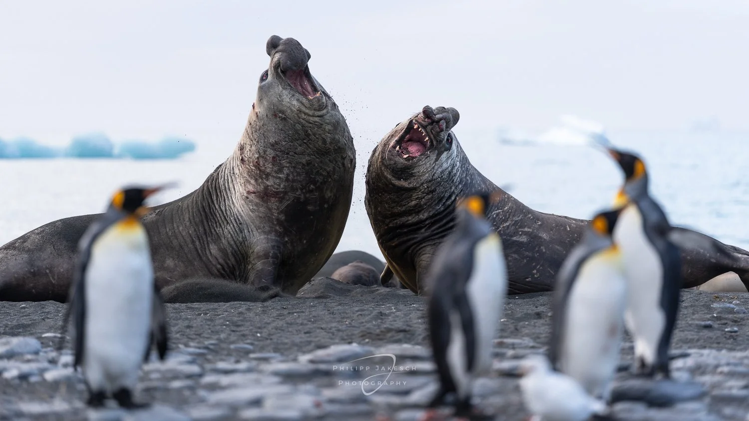 5 Kameraeinstellungen, die deine Wildlife-Fotografie sofort verbessern