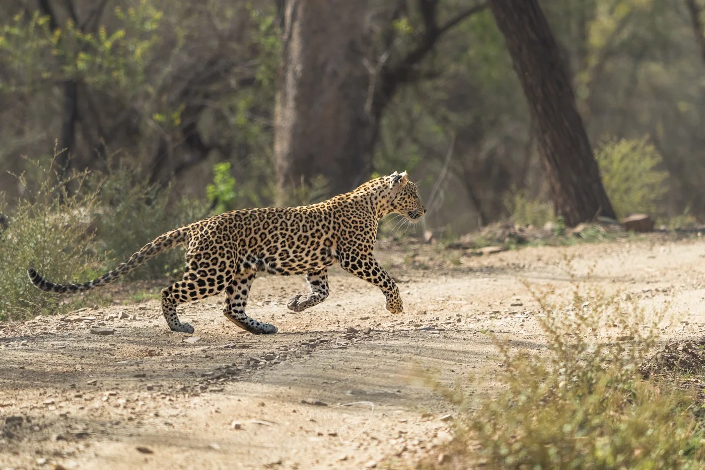Der Wildlife-Fotografie Guide Teil 4/4 