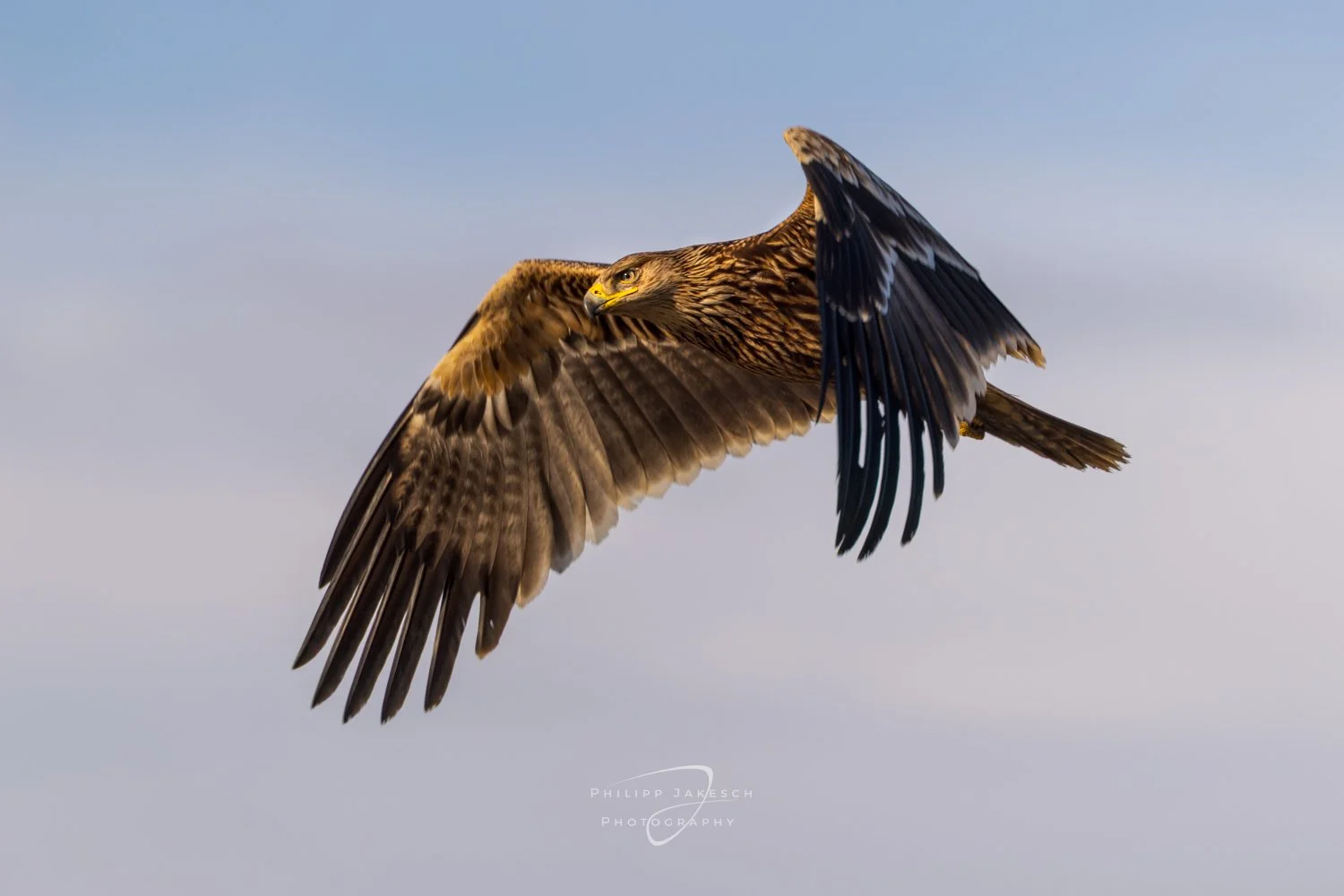 Ungarn - Seeadler und andere Greifvögel