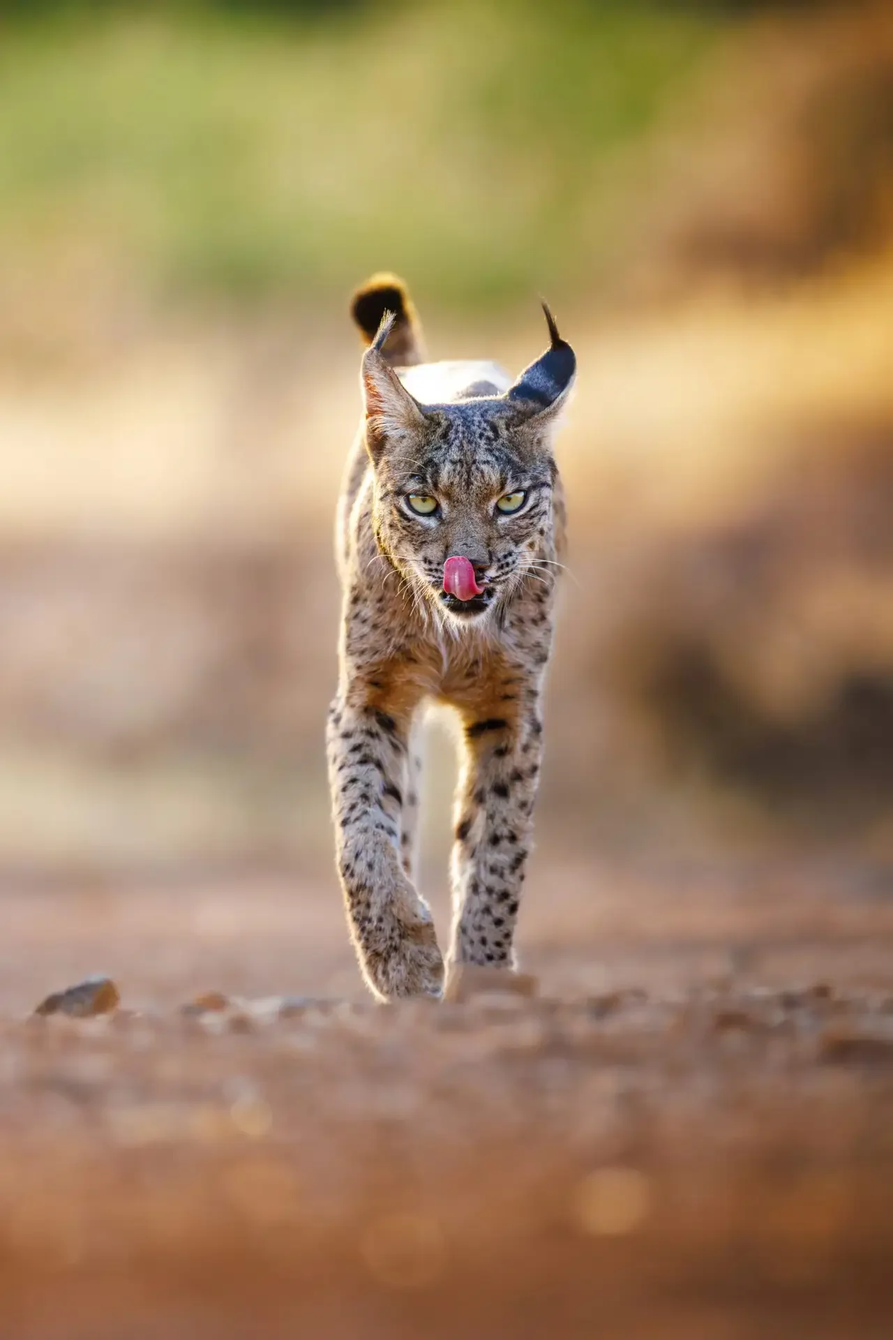 AUSGEBUCHT - Iberischer Luchs