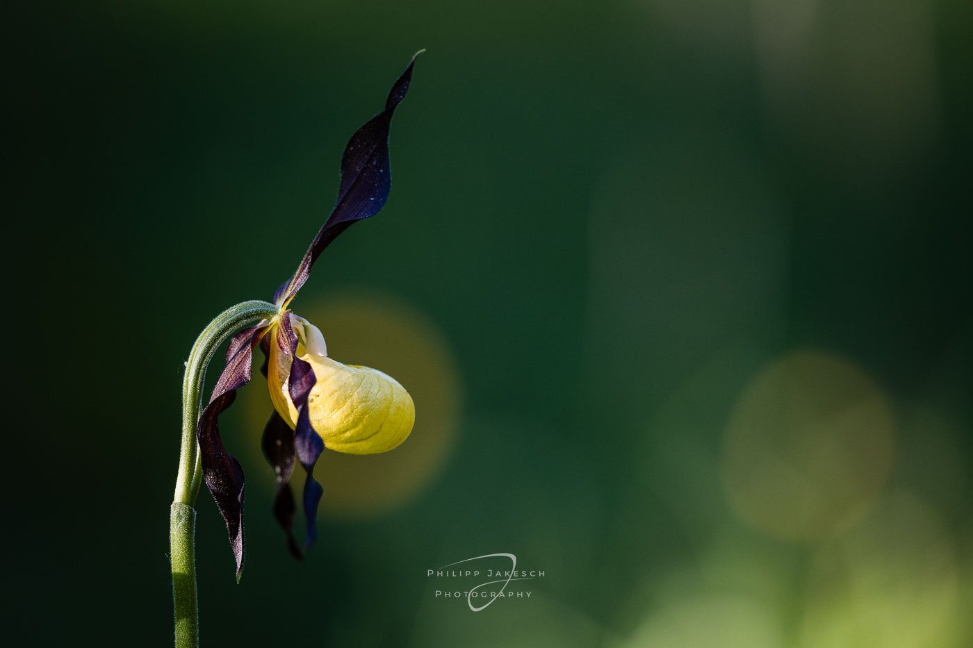 Bezaubernde Orchideen
