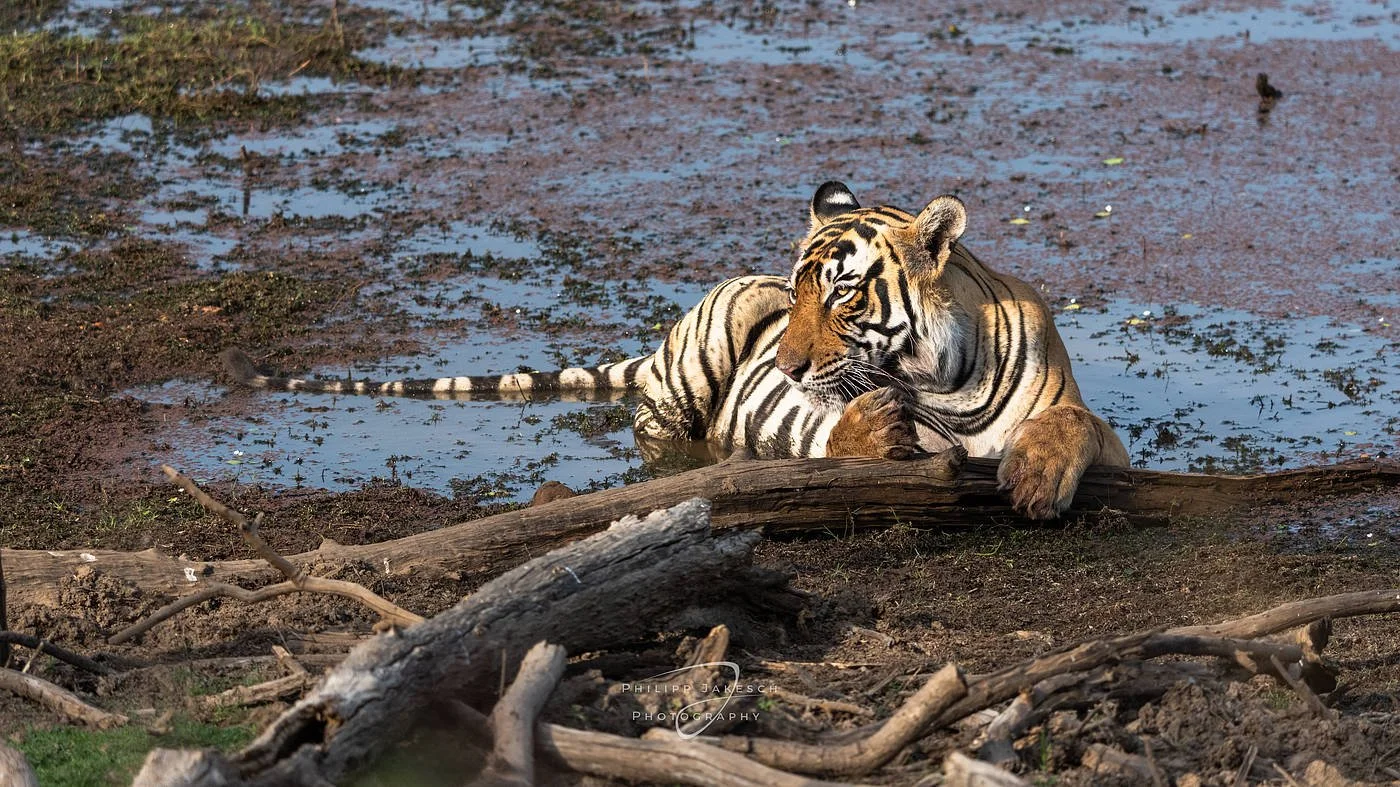 India_PhilippJakeschPhotography_260520_0945.jpg