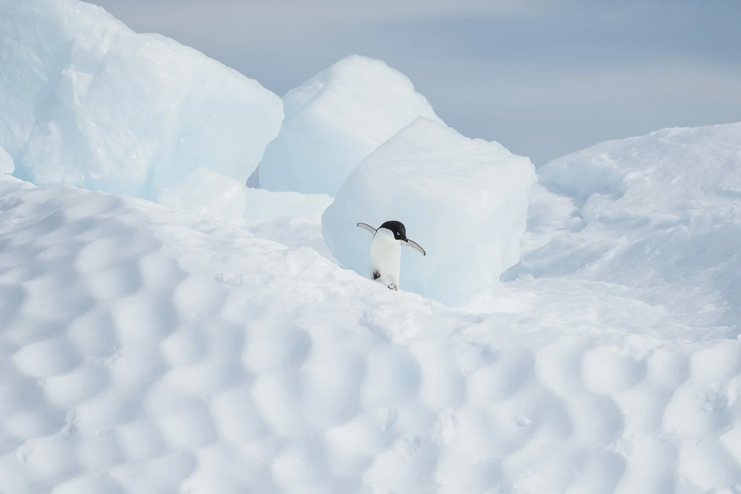 Antarctica_PhilippJakeschPhotography-5085.jpg