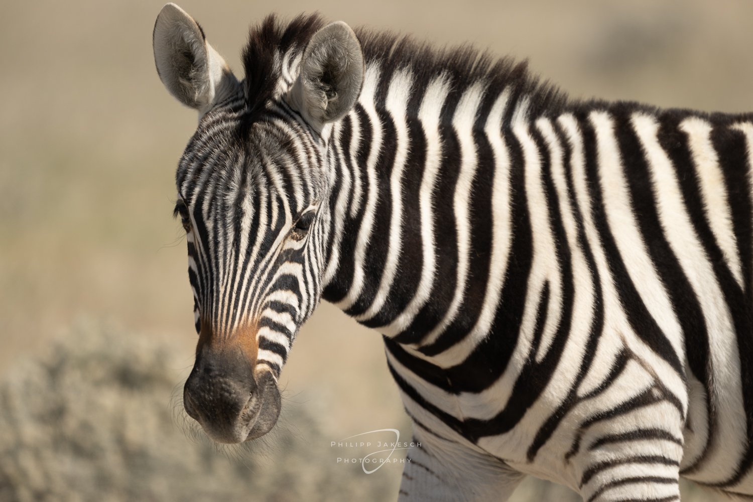 Jakesch_240518_8157.jpg
