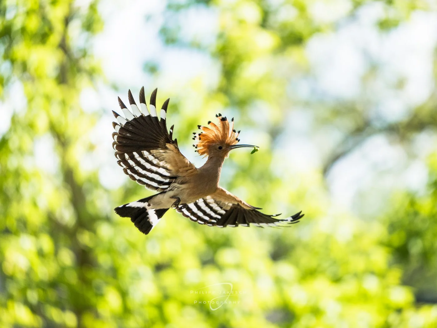 Der Wildlife-Fotografie Guide Teil 2/4