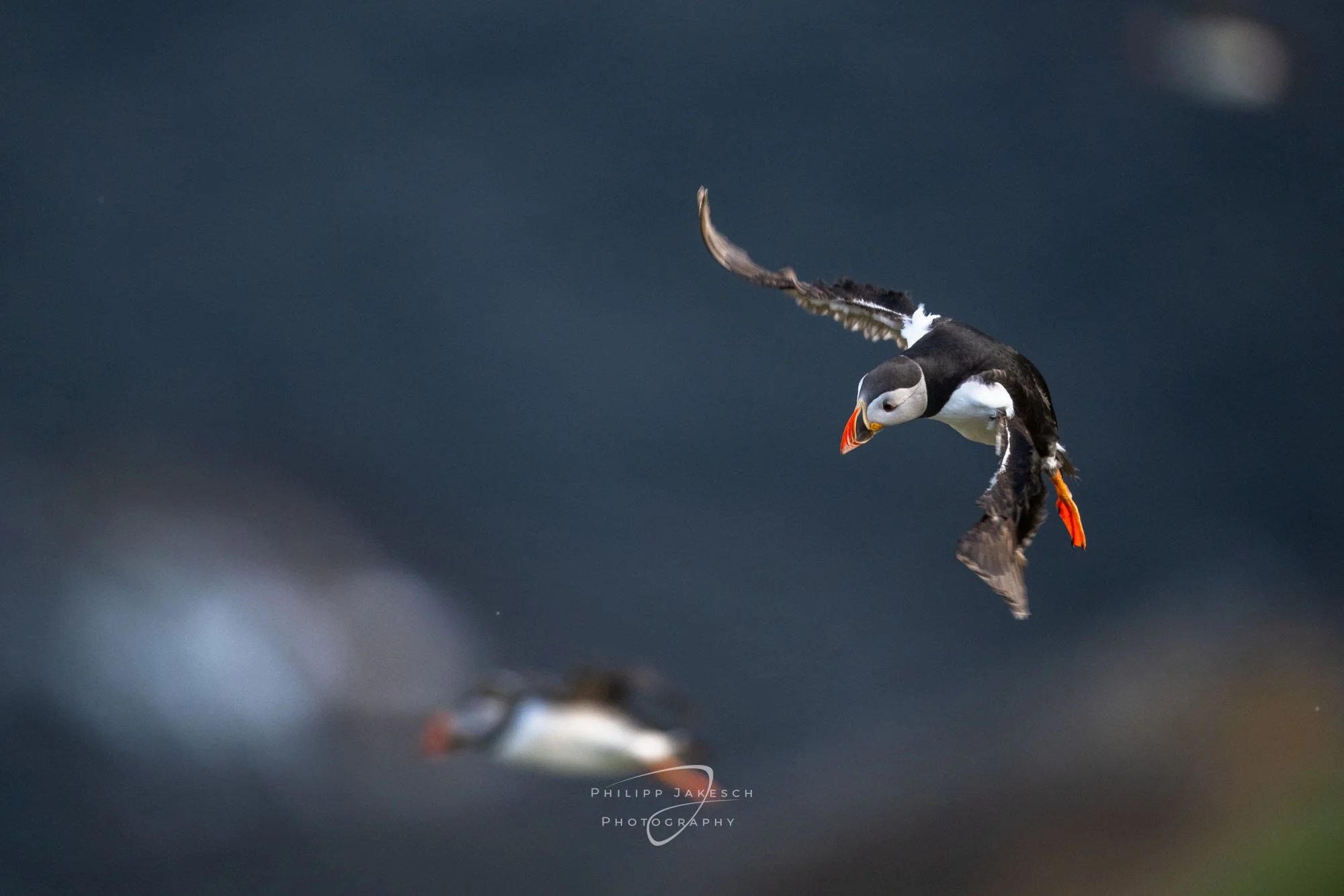 Fotoreise - RUNDE-Norwegens Vogelparadies