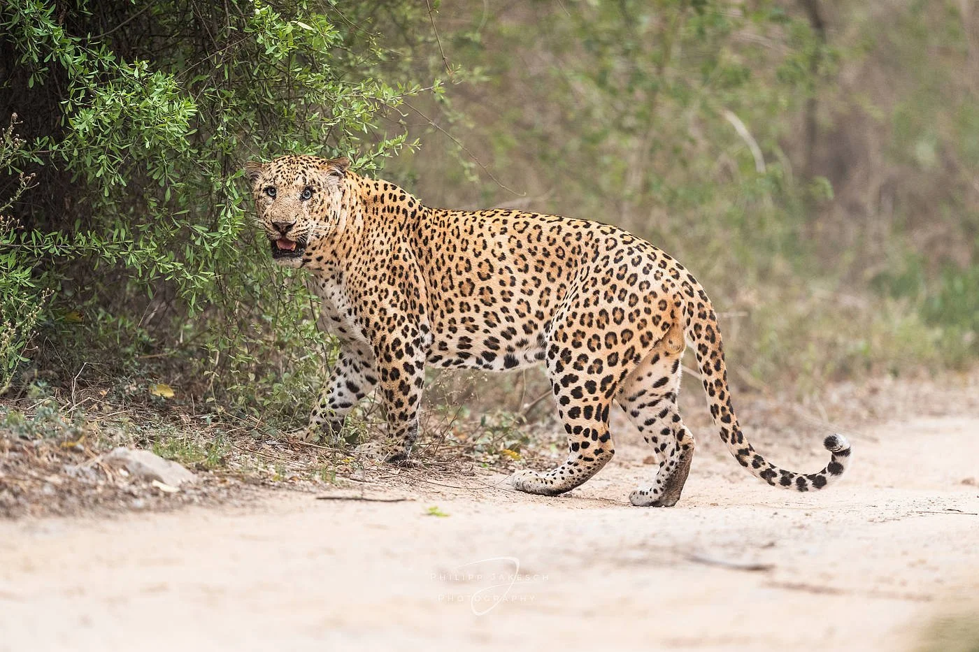 India_PhilippJakeschPhotography_260523_930102.jpg