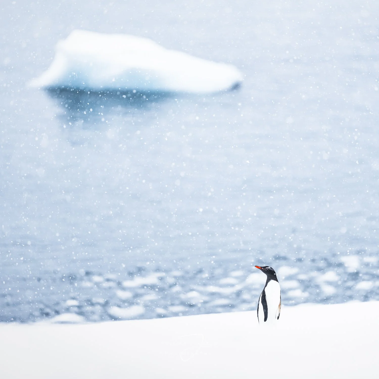 Environmental Portrait - Tiere in ihrer natürlichen Umgebung