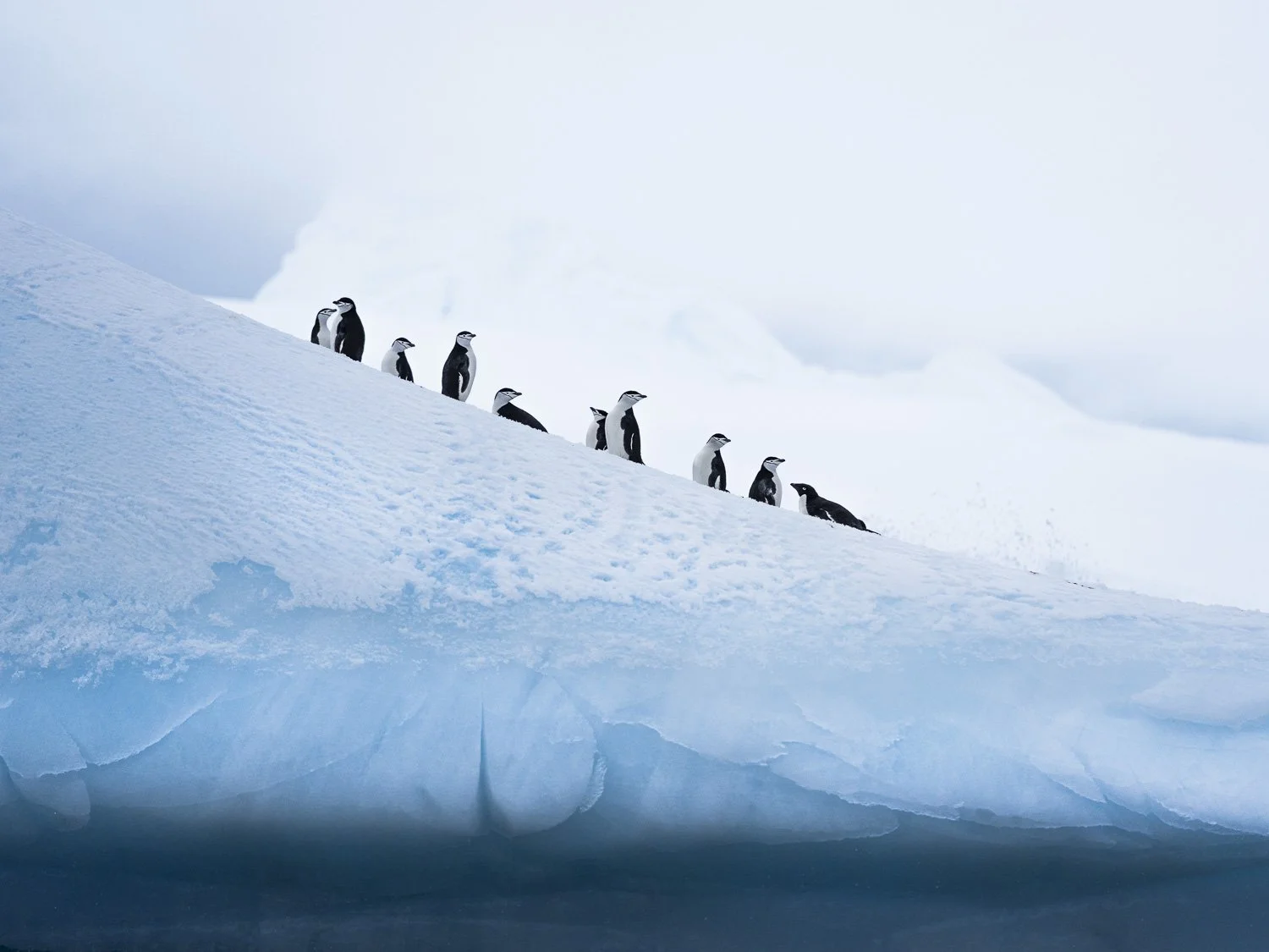Antarctica_PhilippJakeschPhotography-938465.jpg