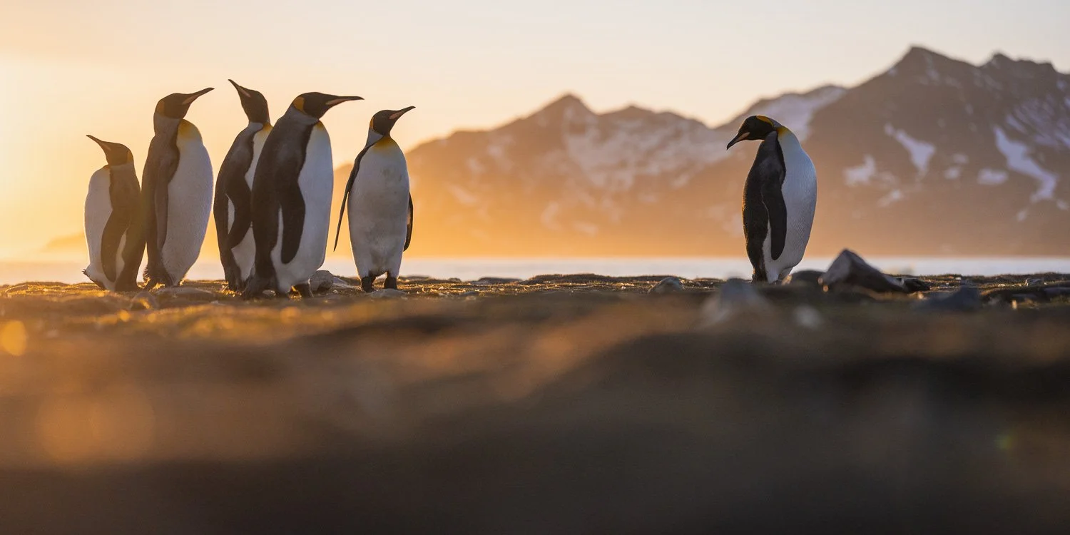 Antarctica_PhilippJakeschPhotography-934867.jpg