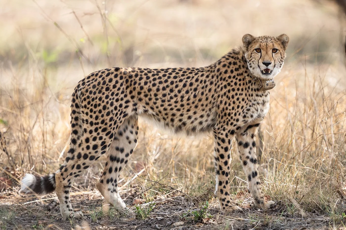 India_PhilippJakeschPhotography_260519_9866-Pano-.jpg
