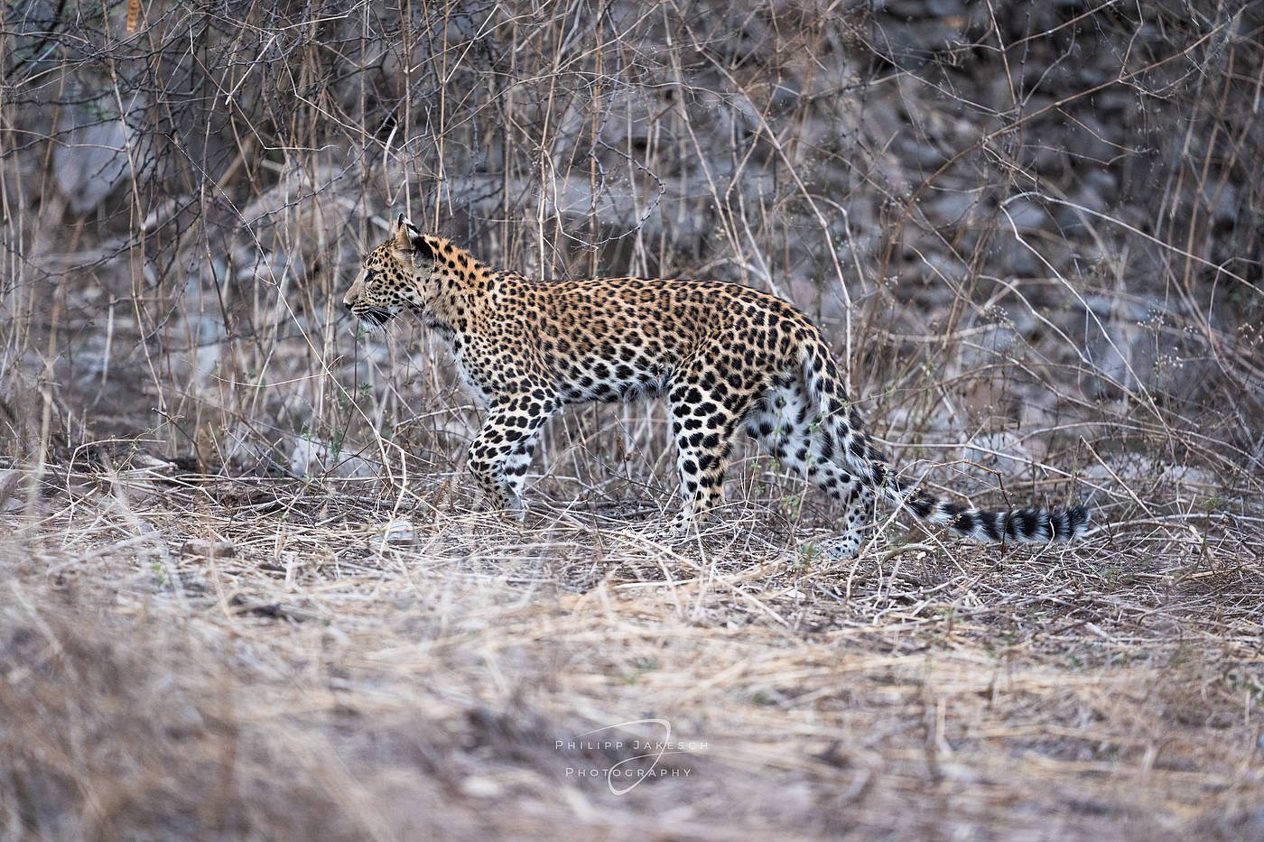 India_PhilippJakeschPhotography_260523_931075.jpg