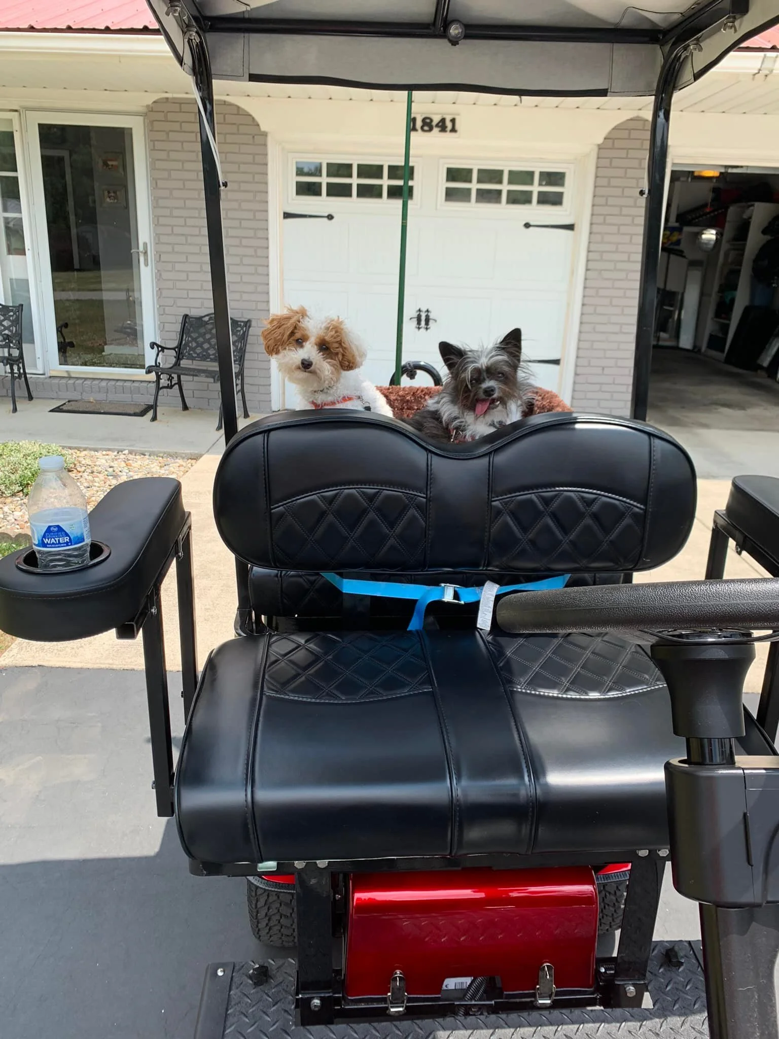 Two small dogs sitting on a golf cart seat, with a house and garage in the background.