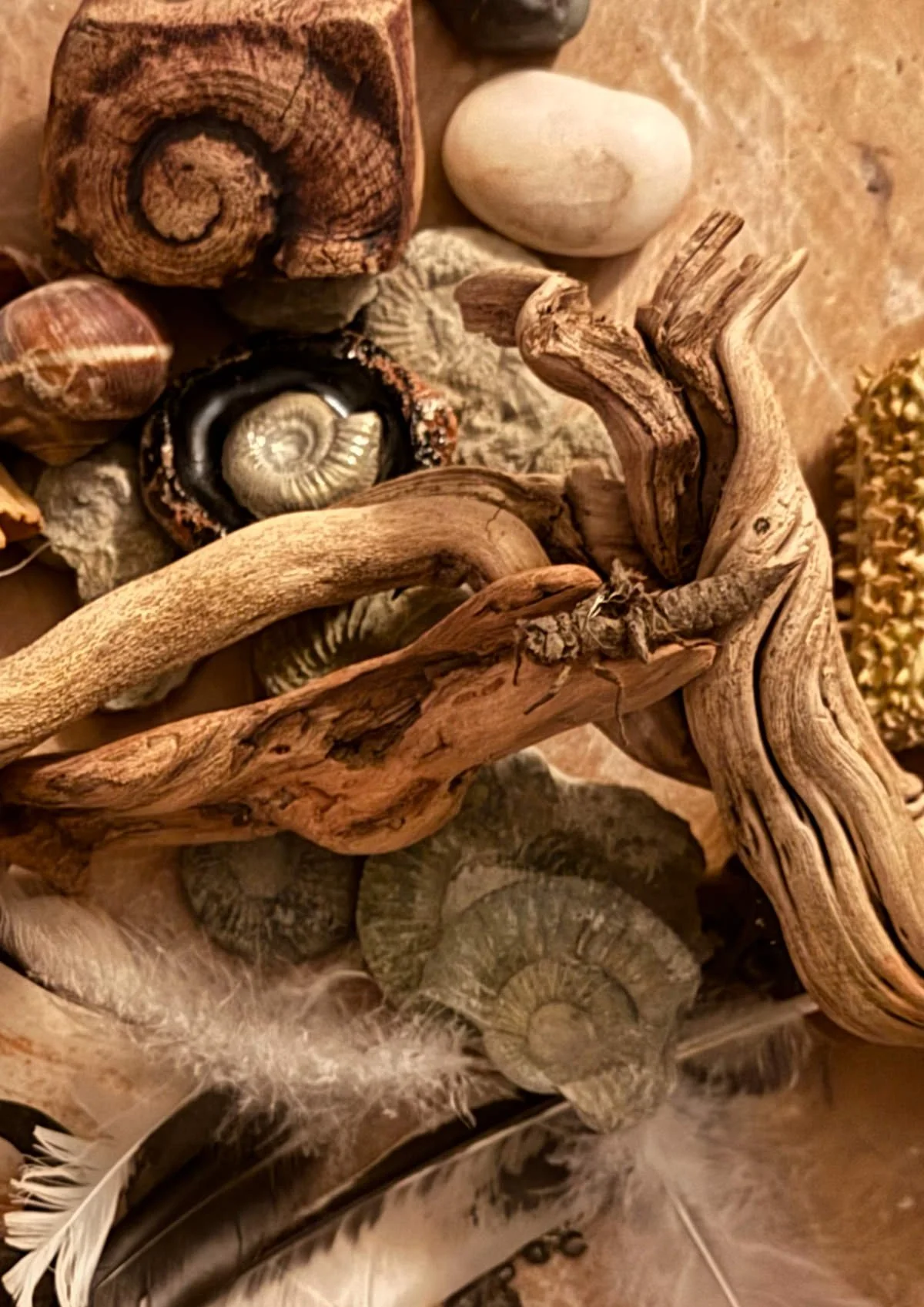 Verschiedene Objekte auf einem Tisch, darunter Treibholz, Fossilien, Federn, und Steine.