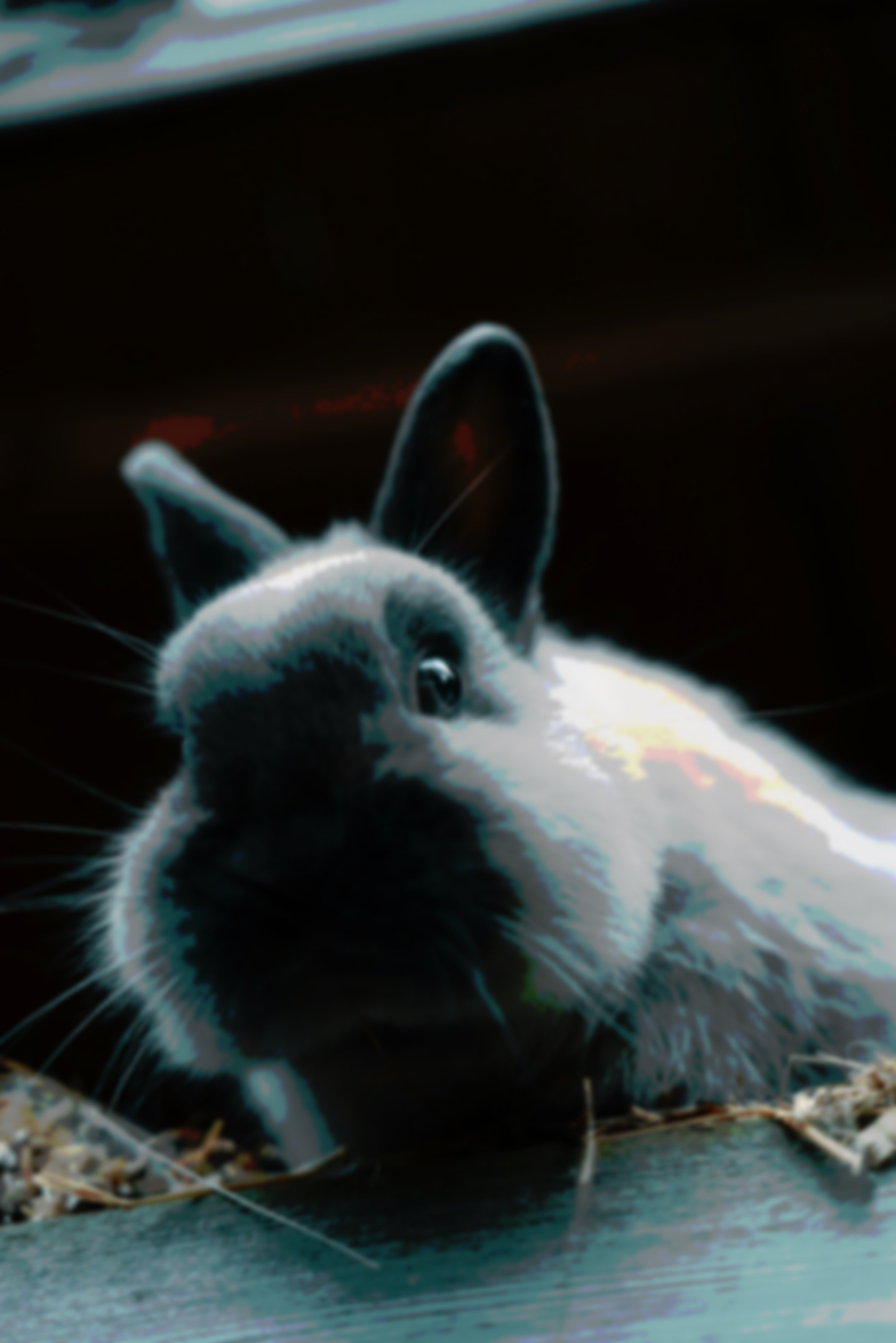 Were the Rabbit At? by Dr Suvajeet Duttagupta