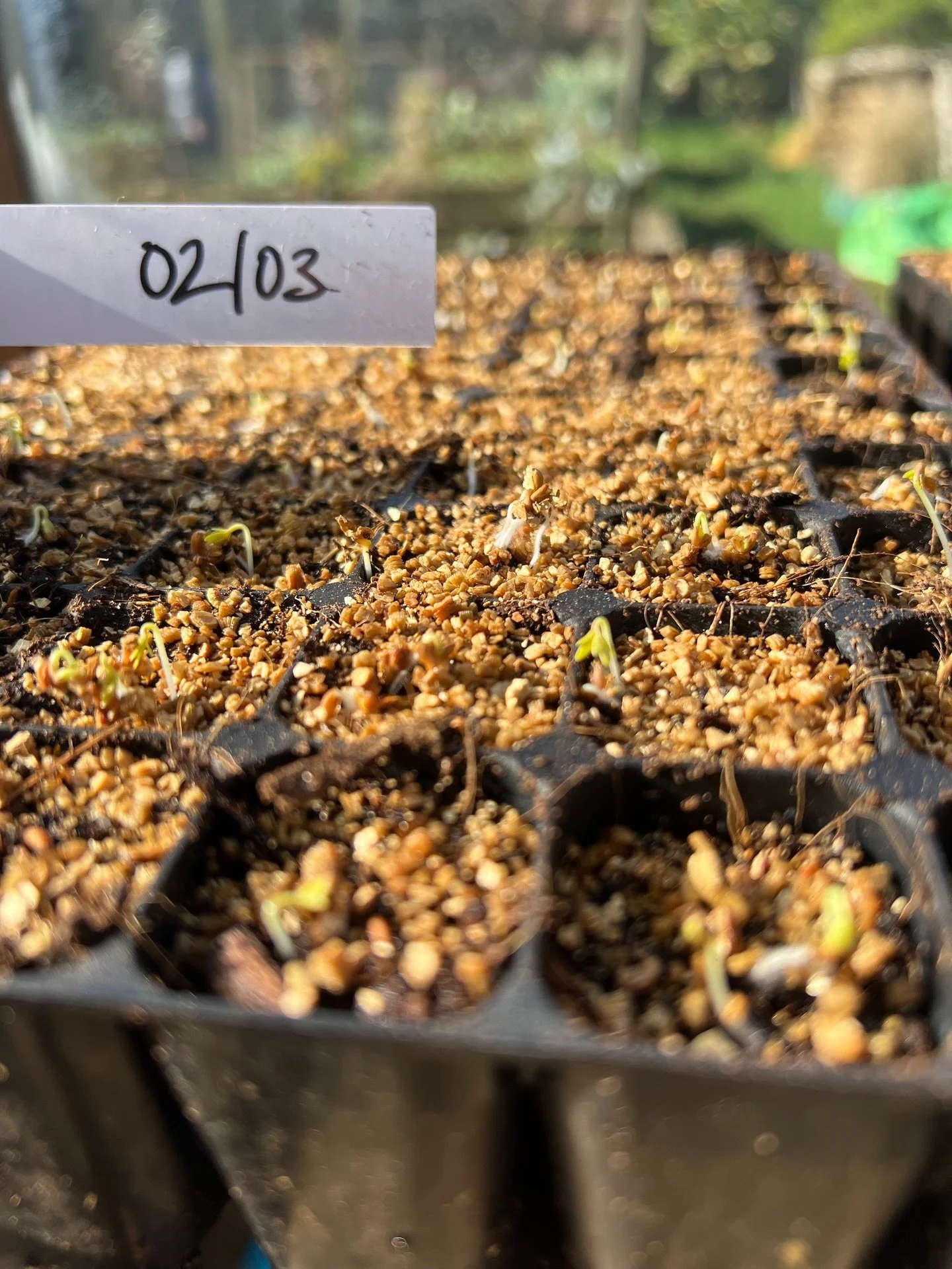 WOW! I&rsquo;m blown away at how quickly this seed from Oxfordshire flower farm @greenandgorgeousflowers has germinated - THREE DAYS! 

Lepidium sativum (Wrinkled or Persian cress) have always been tricky for me to germinate but these bad boys popped