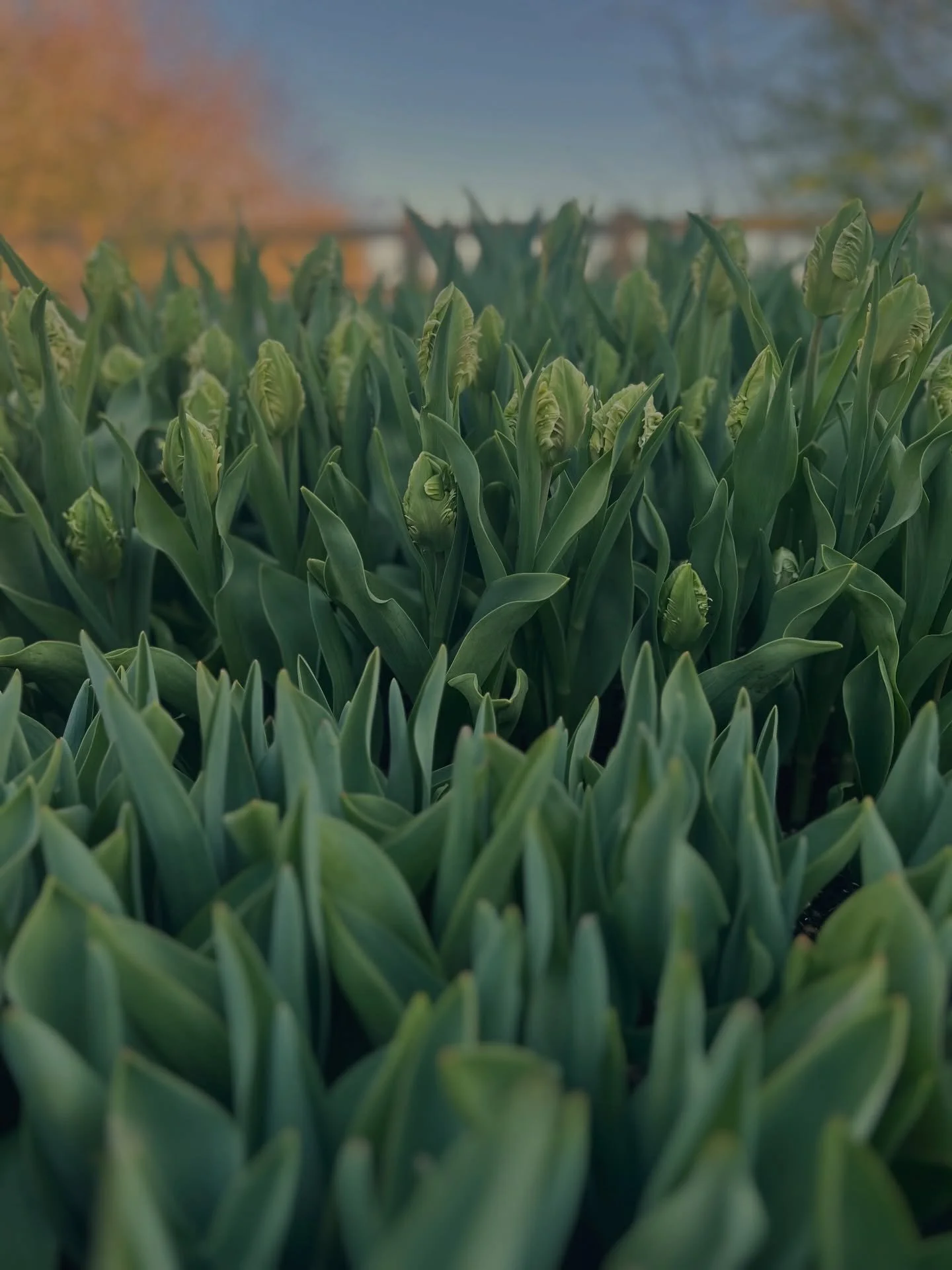 Webers Parrot tulips are on their way. Special variety tulips will be included in many of our flower subscriptions, bunches and bridal bouquets over the next couple of months. 

Nab a subscription now on our website (link in bio)

#grownnotflown 
#tu