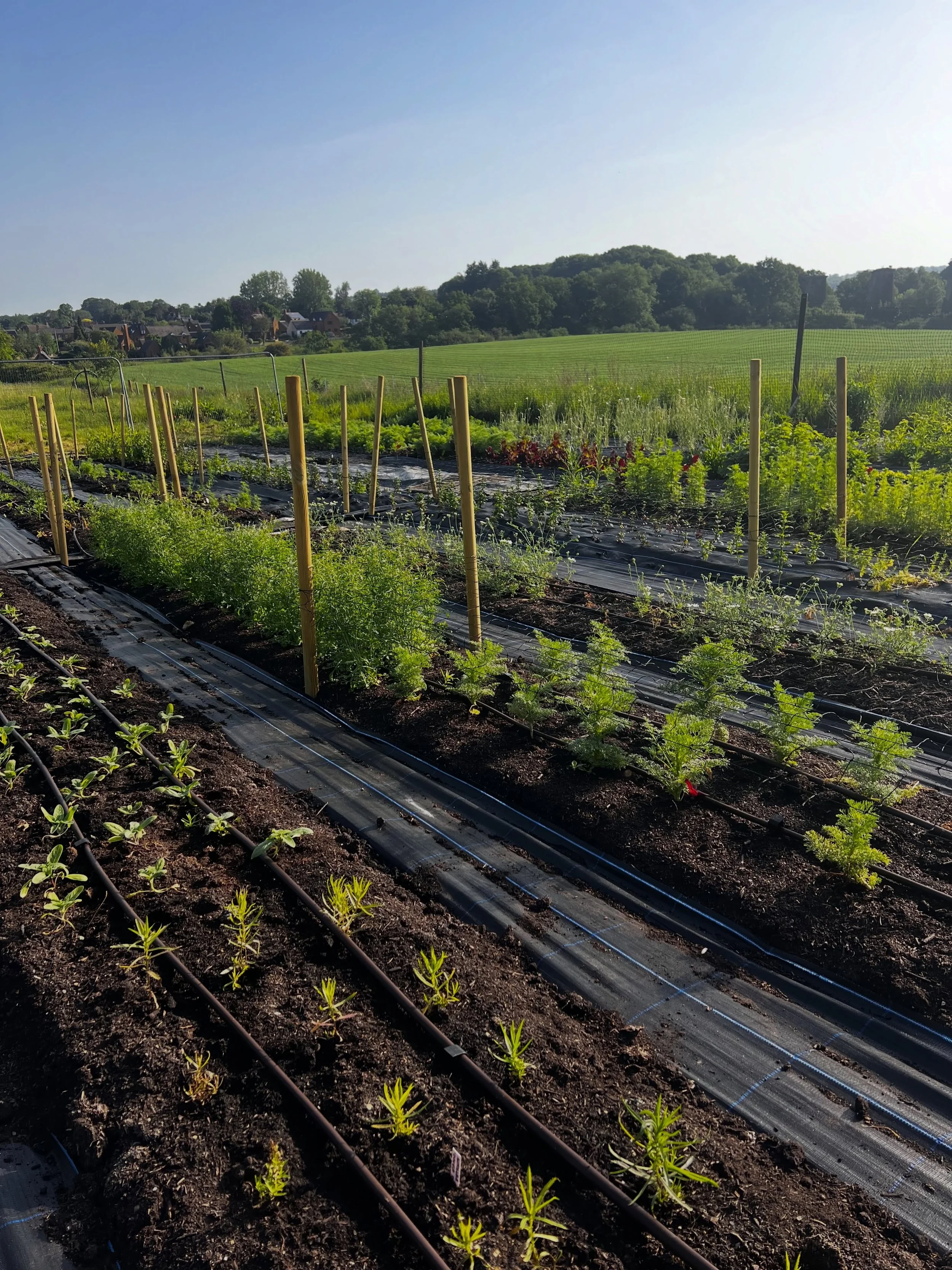 Early morning harvesting and irrigation check this morning. The days are so hot that flowers need to be harvested at the crack of dawn when they&rsquo;re at their most hydrated. My teenage self would not believe that I roll out of bed this early for 