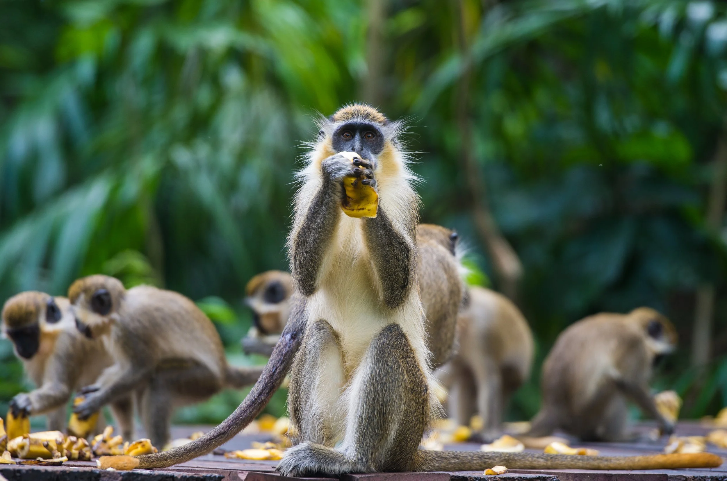 Monkeys | Discover Wild Monkeys – Visit Today — Welchman Hall Gully ...