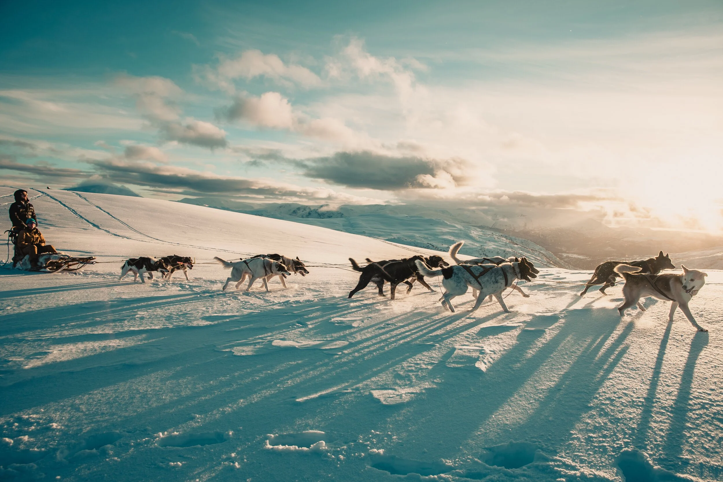 Try the dog sled in Hodlekve! 