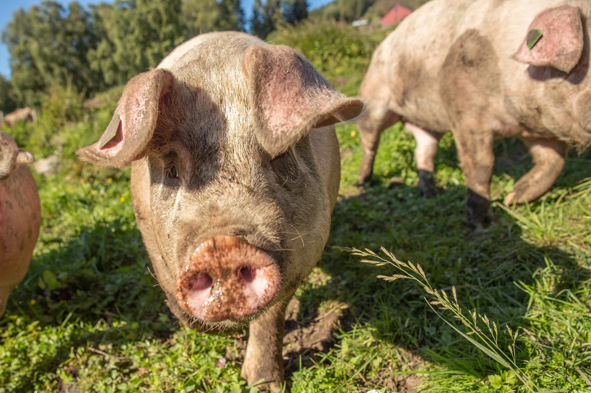 Has prepared delicatessen pigs for Dalalåven