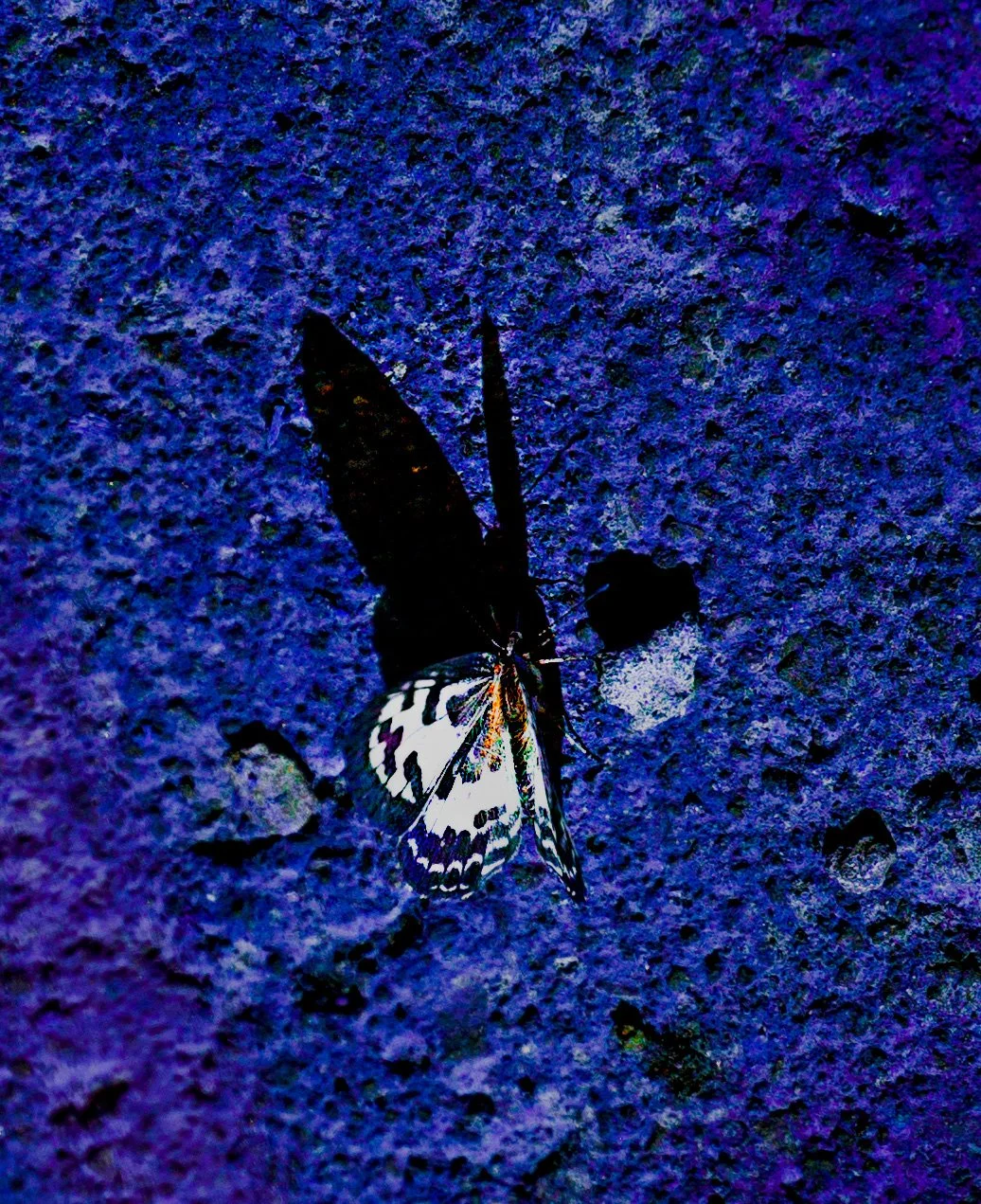 Portal_The Flower of Life-website_02.jpg