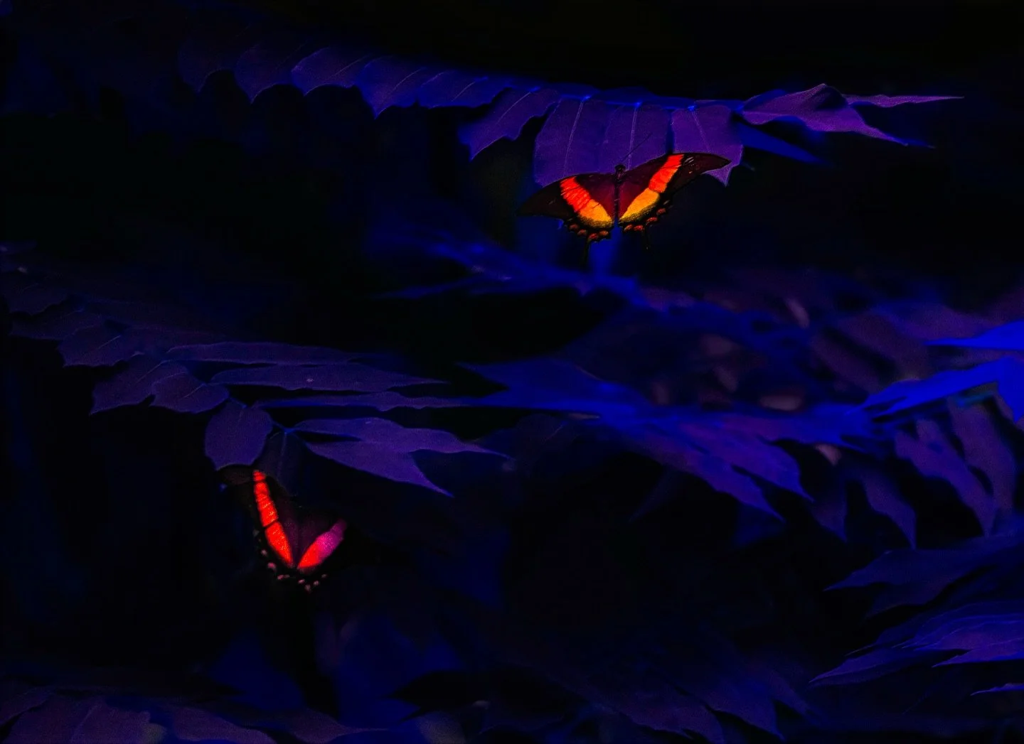 Happy holidays everyone 💫😚😌✨Hope all your deeper wishes and desires unfold. Wishing you all the best 

&mdash; New work 🦋✨ for a photo series I am currently working on which is about magic and the connection I feel with that energy/feeling.

Choo