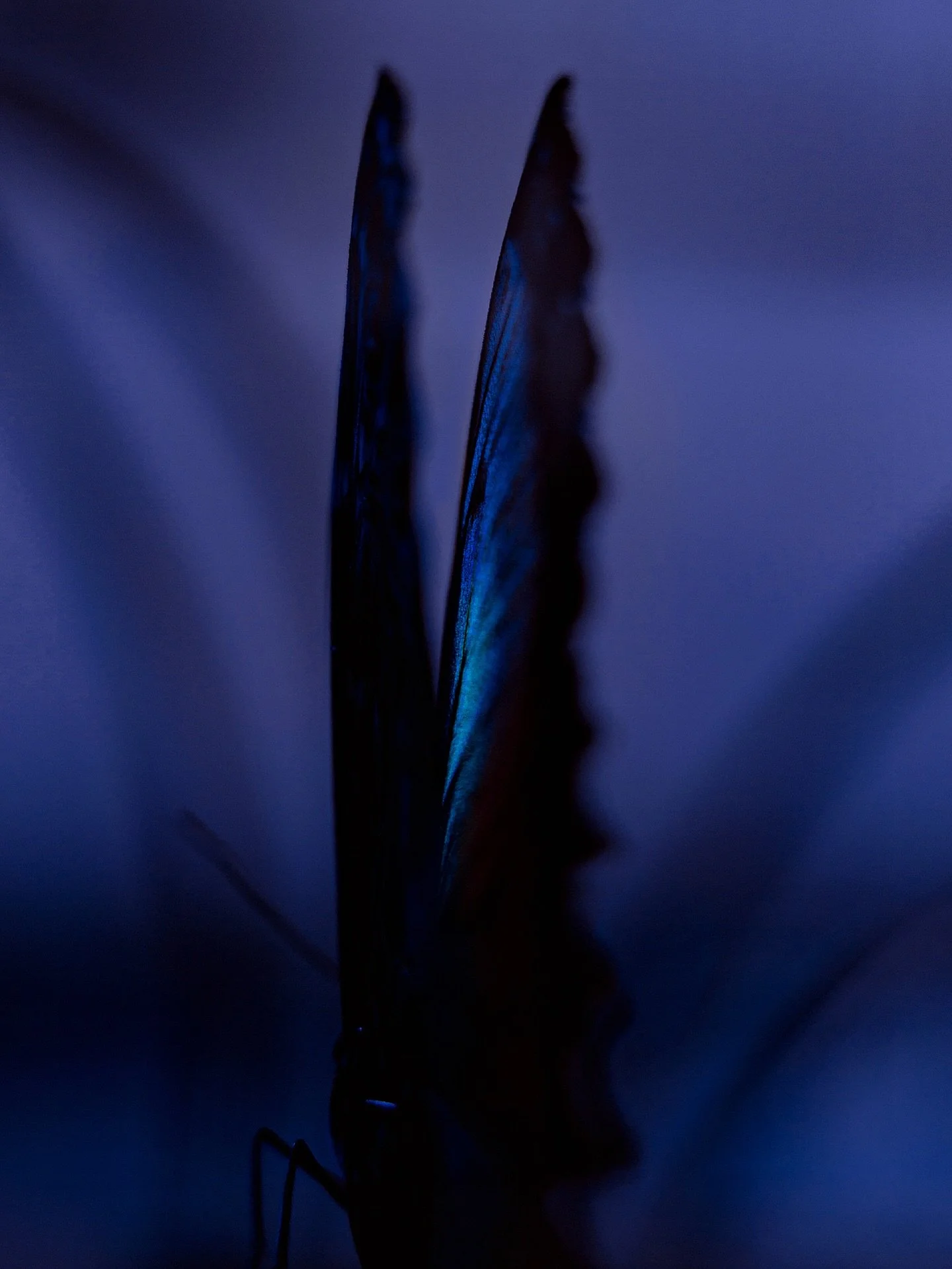 🦋🦋🦋 Another one of my series &lsquo;Closely Connected&rsquo; &mdash; swipe for a video of the moment. ✨ Such magical creatures butterflies are&hellip; 
⠀
See full series on my website! 
Link in bio 💙
⠀
⠀
⠀
⠀
⠀
&bull;&bull;&bull;&bull;&bull;&bull;