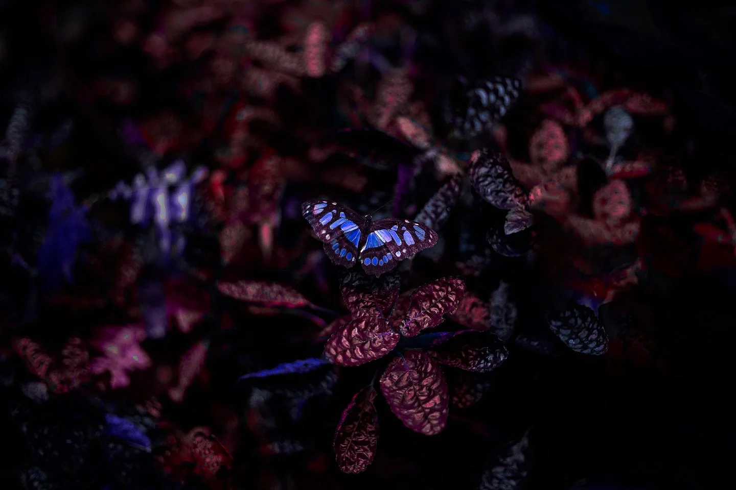 Magical creatures that they are 🦋✨ 

&bull;&bull;&bull;&bull;&bull;&bull;&bull;&bull;&bull;&bull;&bull;&bull;&bull;&bull;&bull;
#butterfly #butterflyart #magicalthings #amsterdamphotographer #magicalplaces