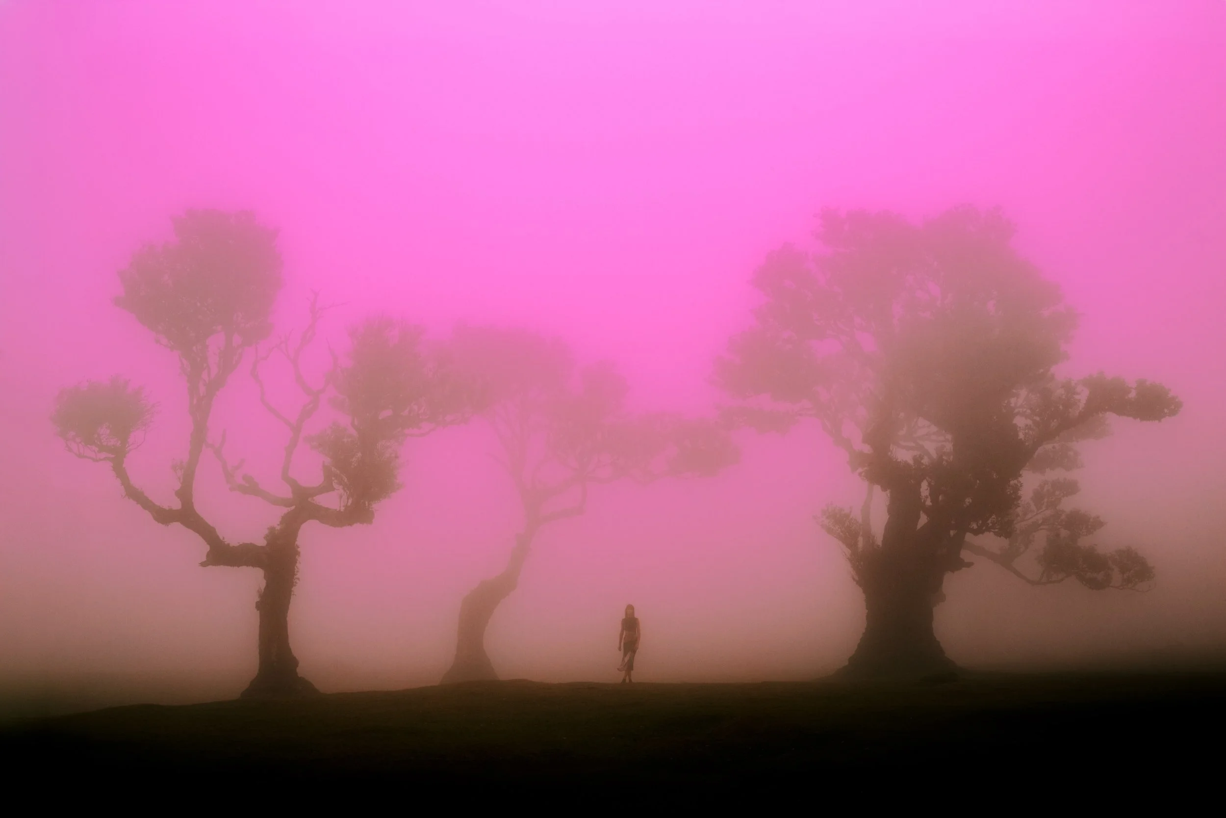 Madeira 2026_Fanal Forest_Artwork-website_1.jpg