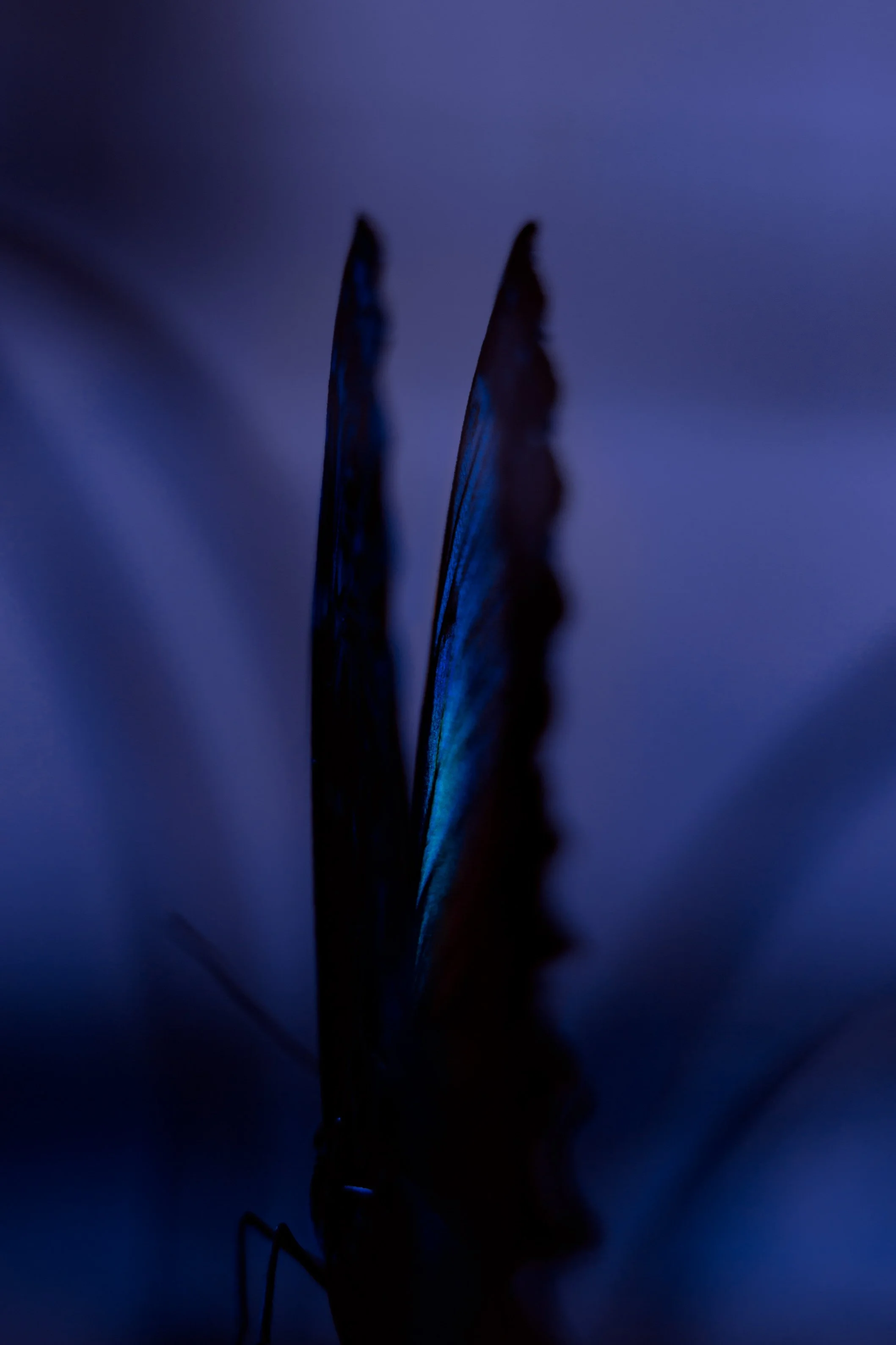 Closely Connected_Website_005.jpg