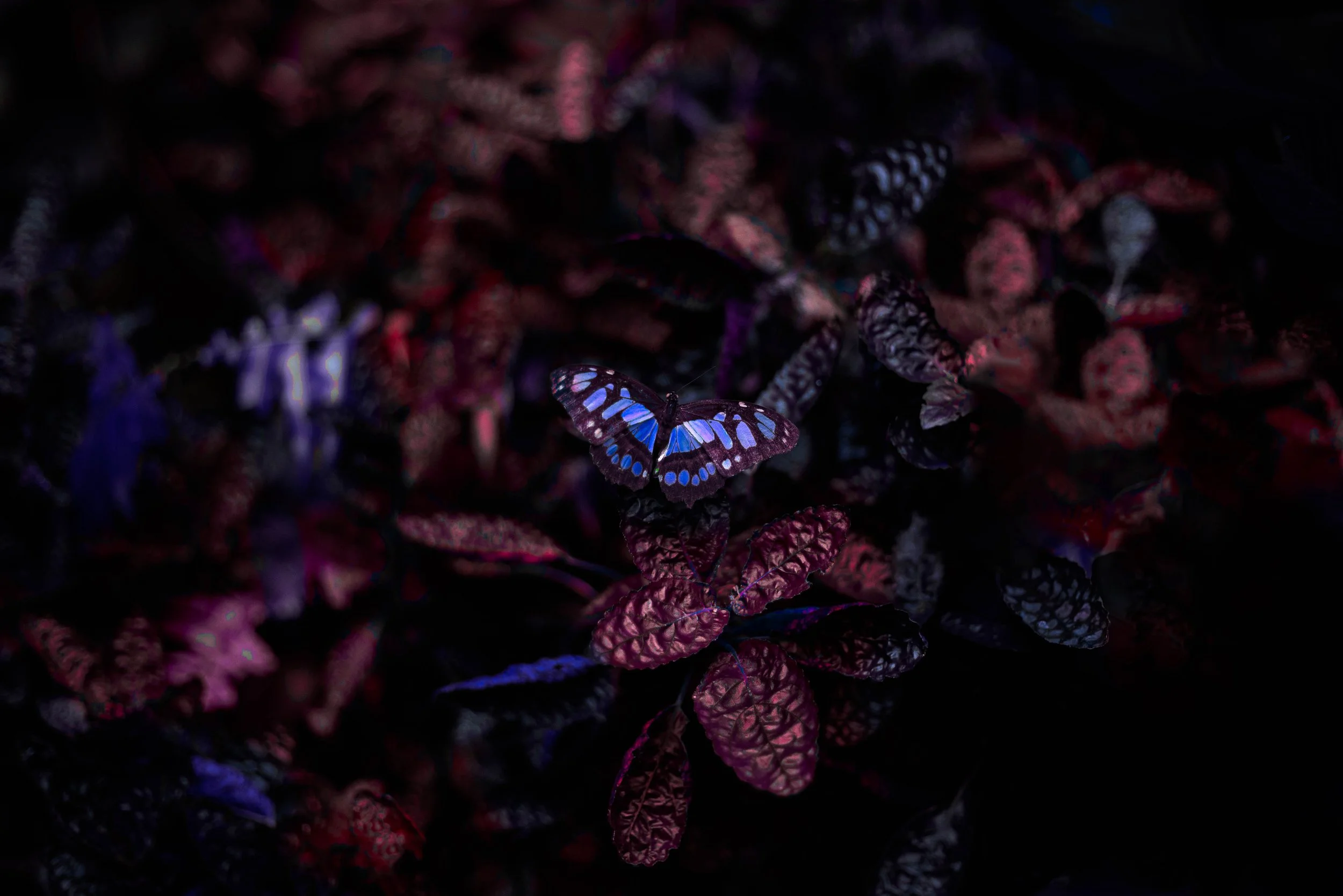 Closely Connected_Website_007.jpg