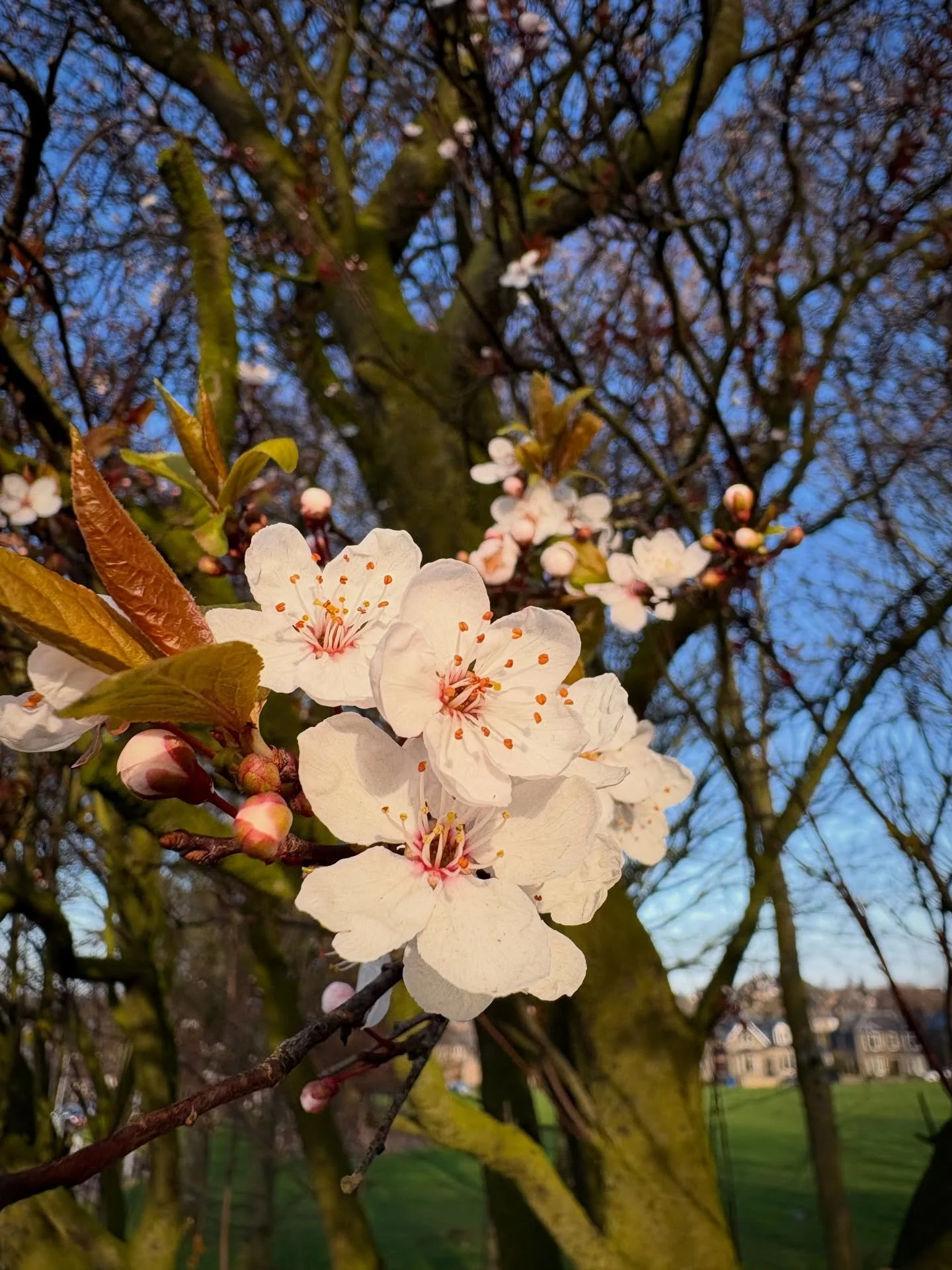 Blooms and blossoms have started! 🌸🌼