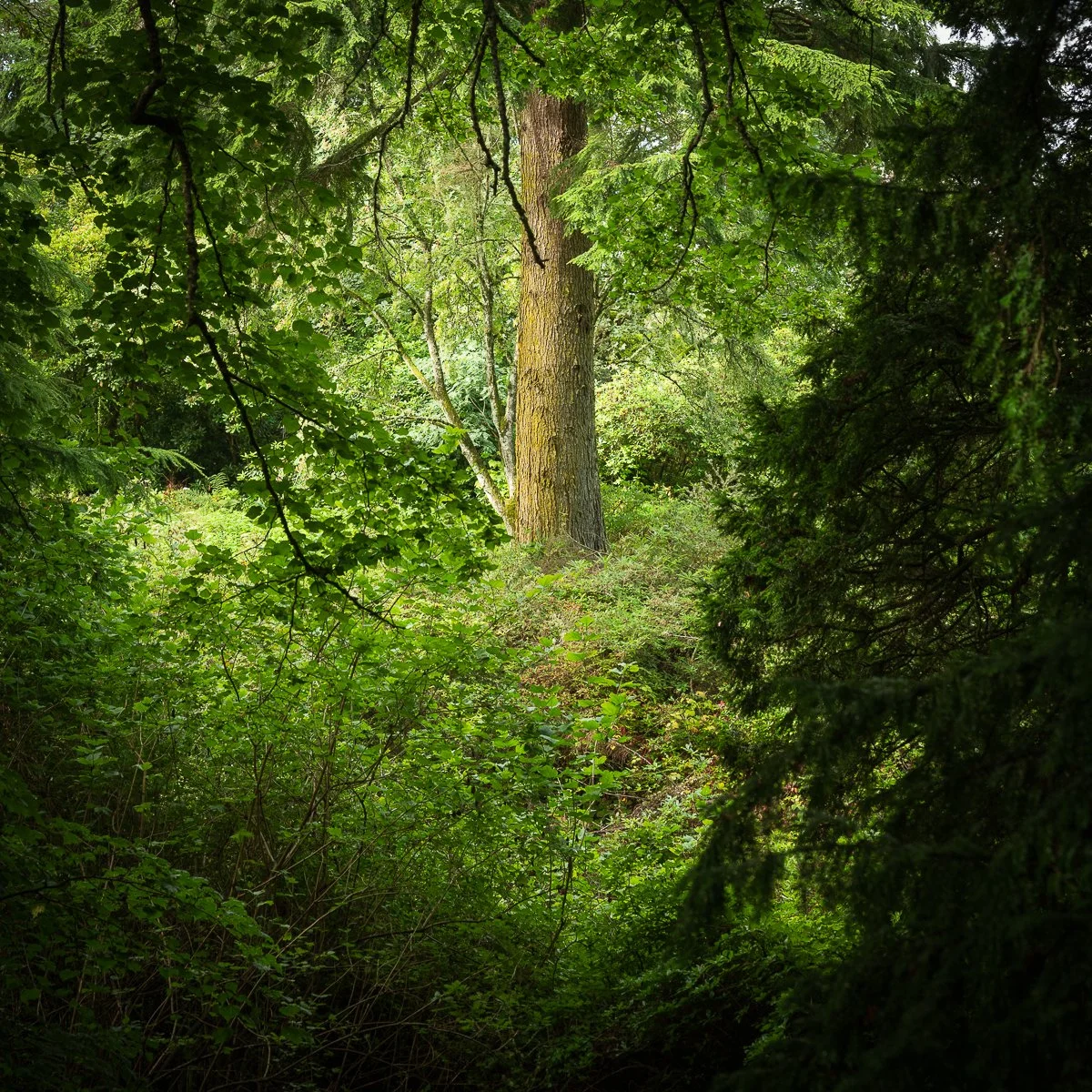 DSC_0778.jpg