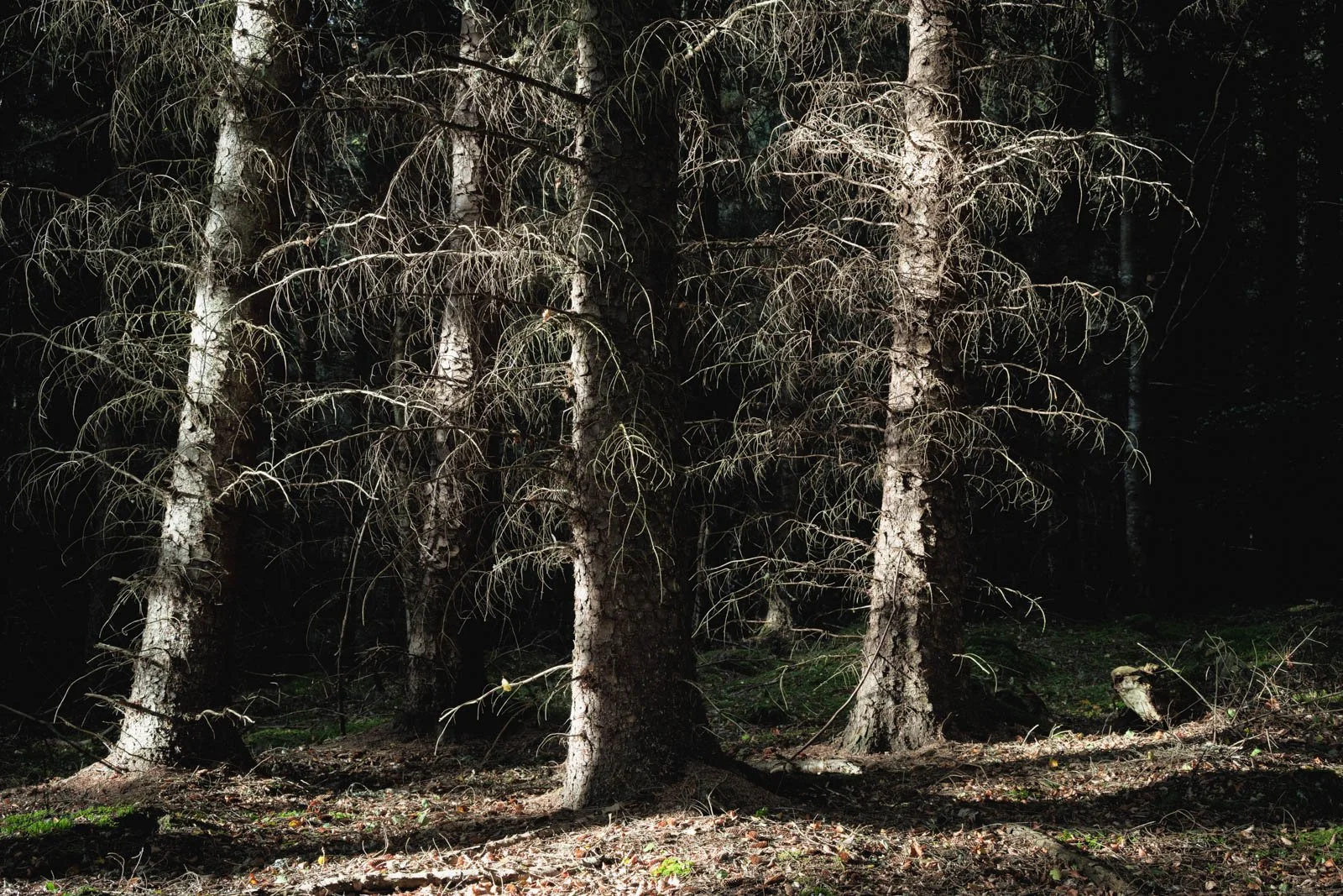 DSC_1050-Edit.jpg