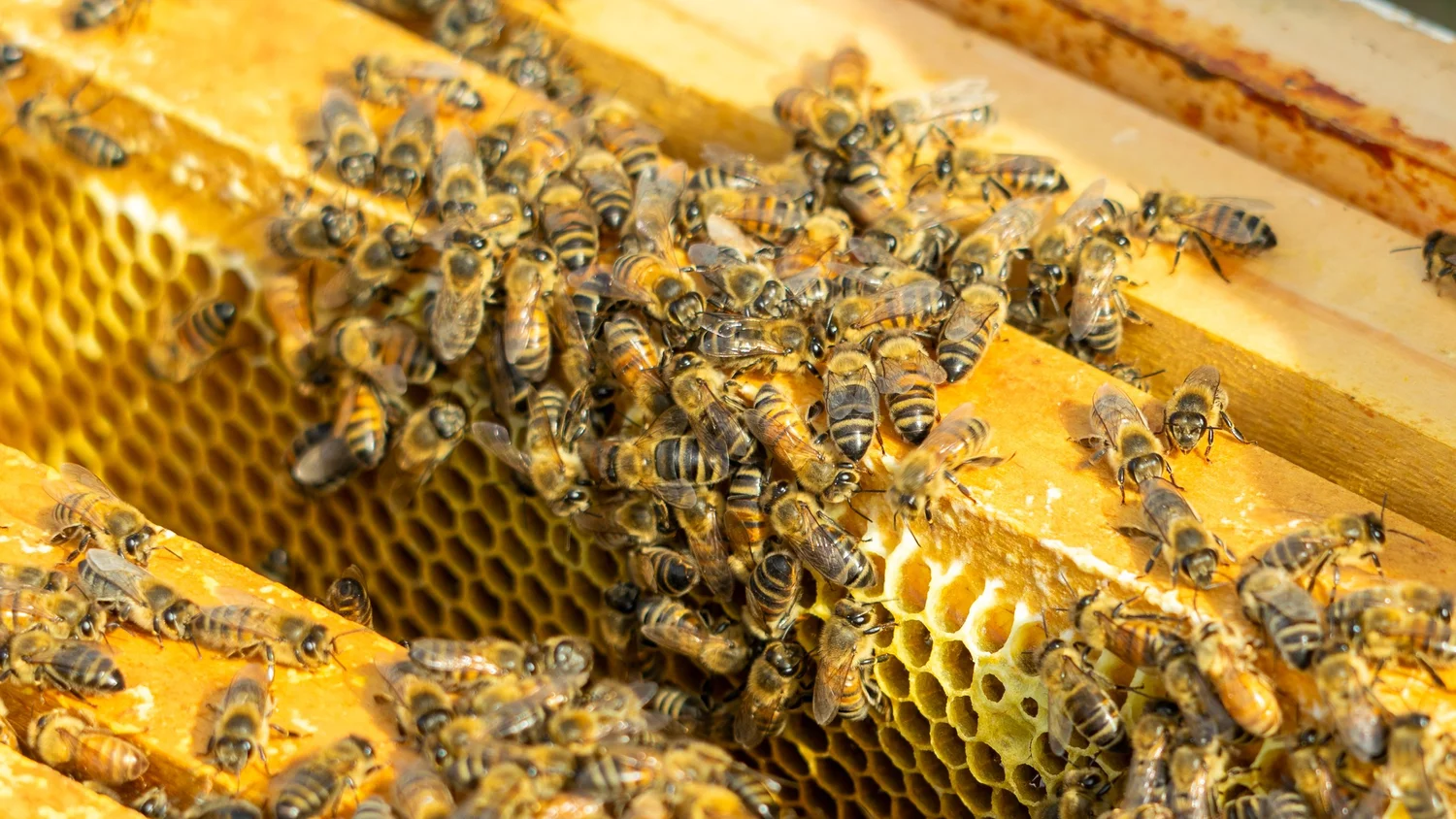 Honeybees and hive work