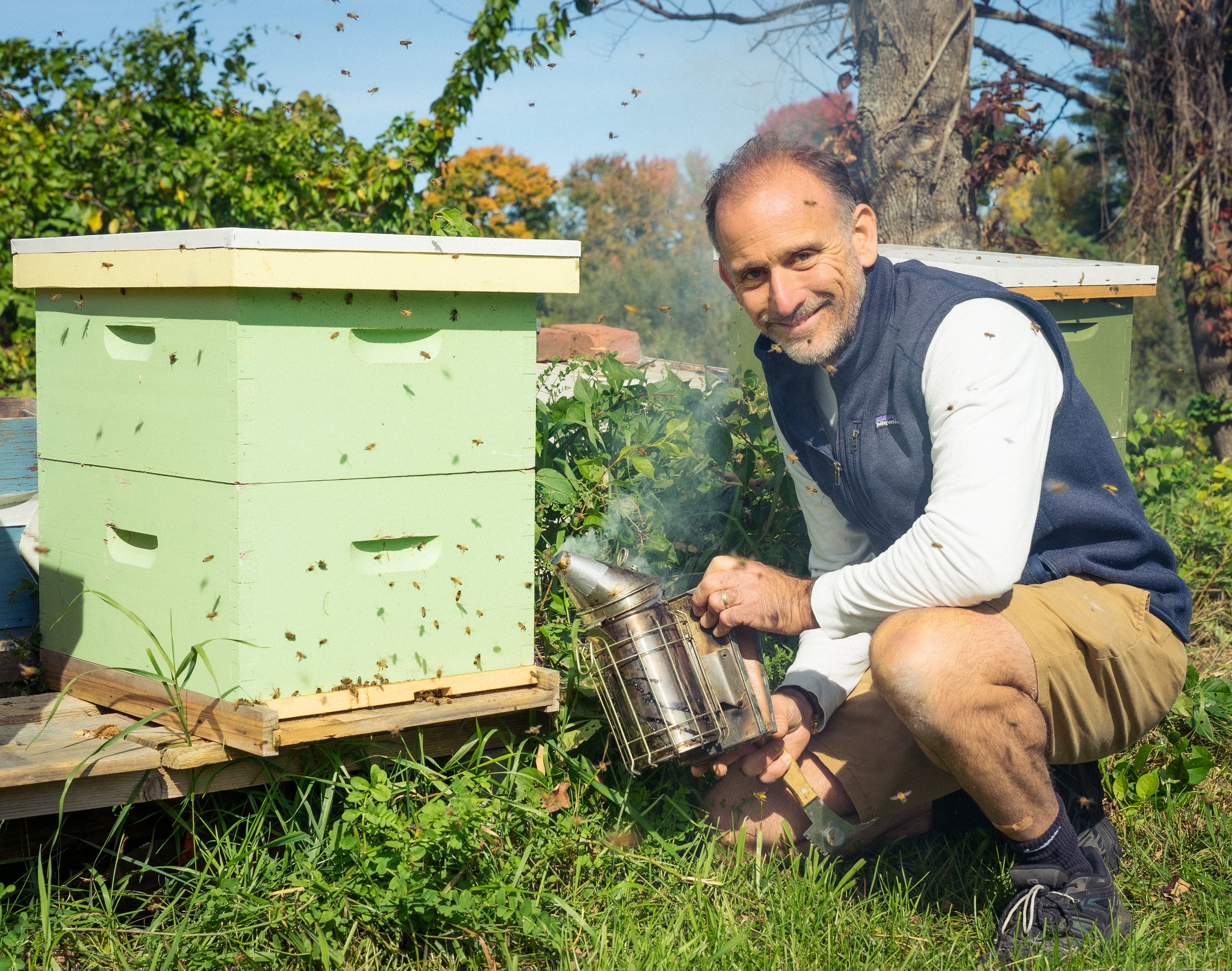 Professional beekeeper inspecting a honeybee colony