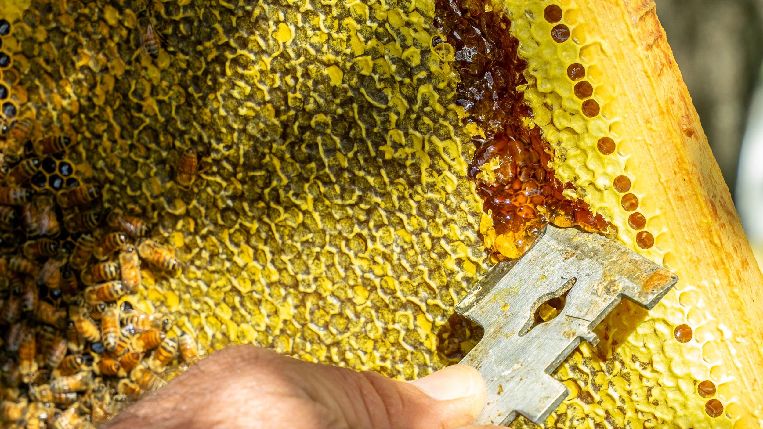 Close-up of uncapping a frame of golden honeycomb