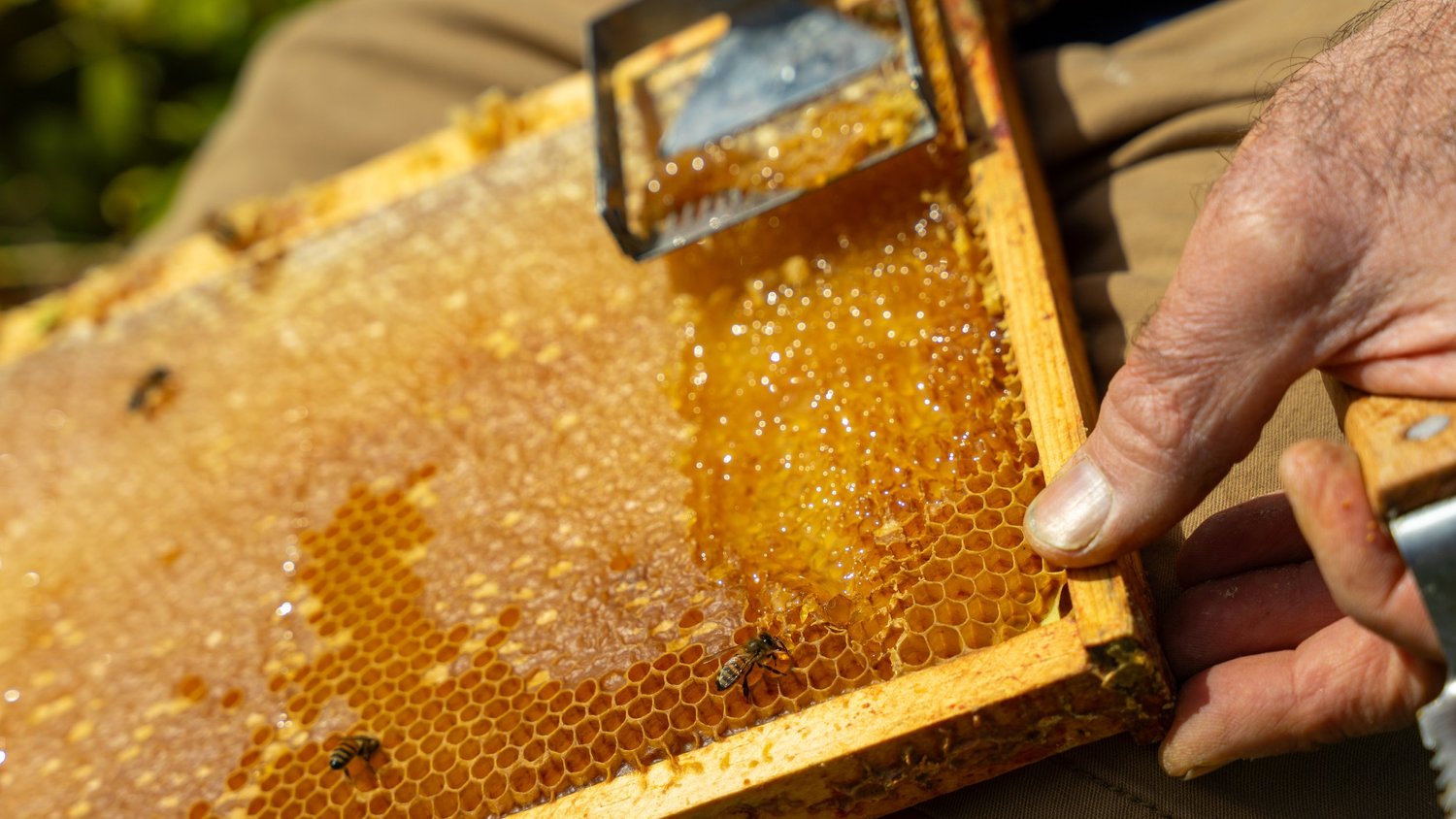 Honeycomb being uncapped at our apiary
