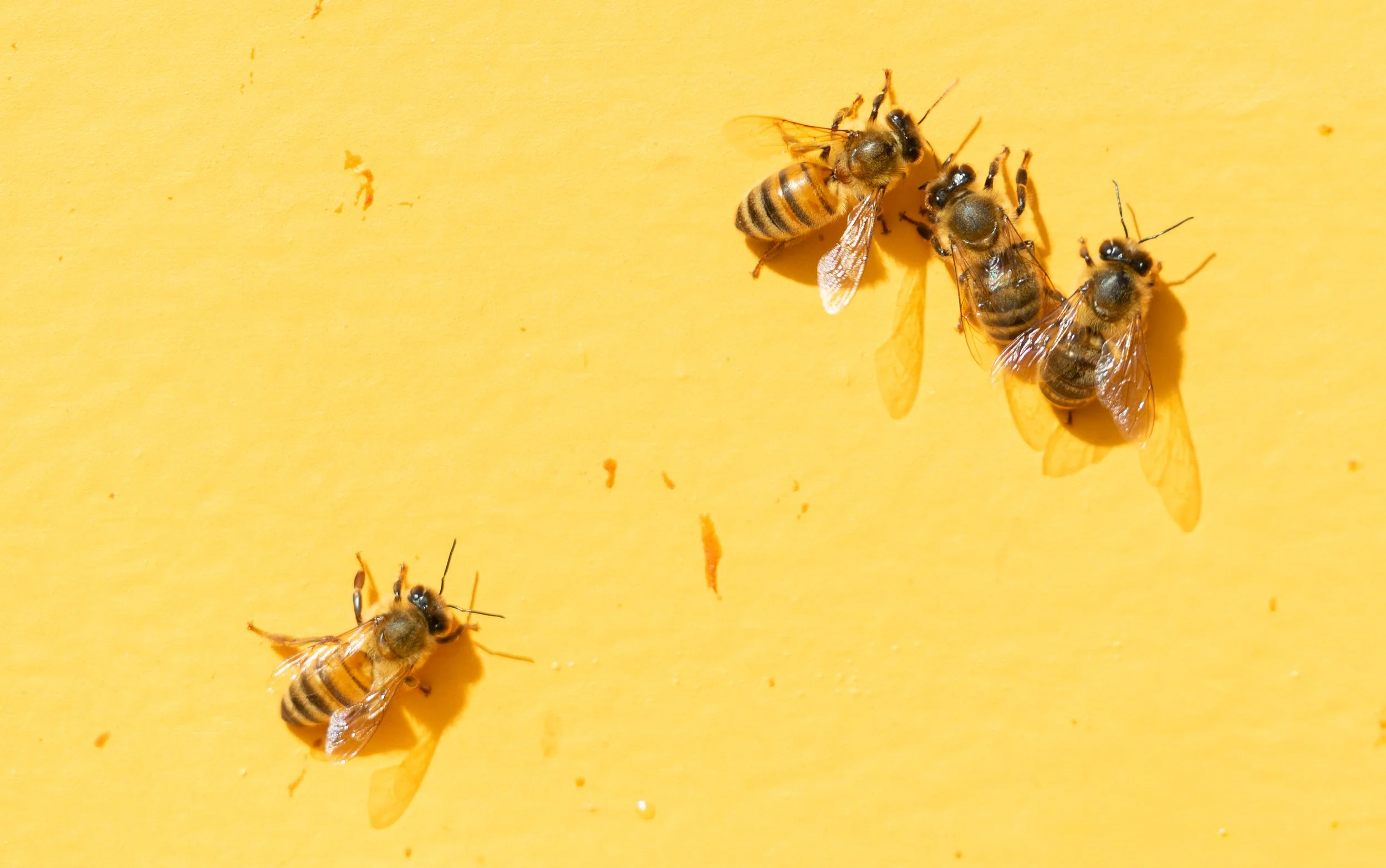 Honey bees on a golden background