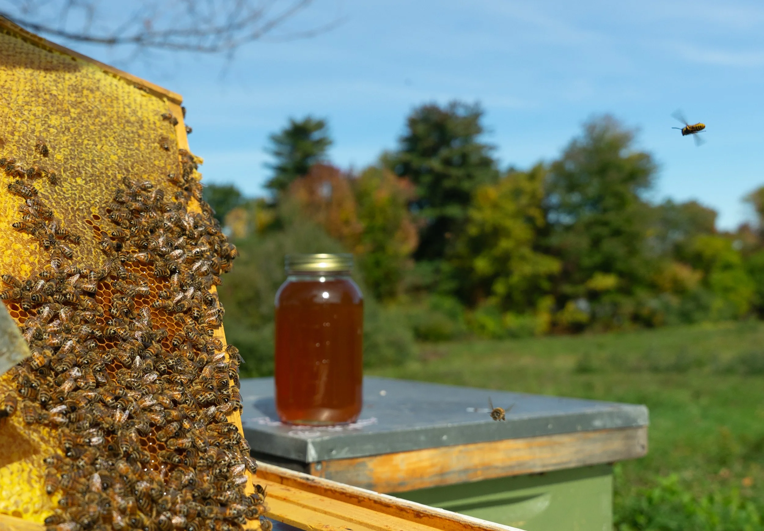 Bees on a honeycomb frame beside a jar of Live Free Bee honey