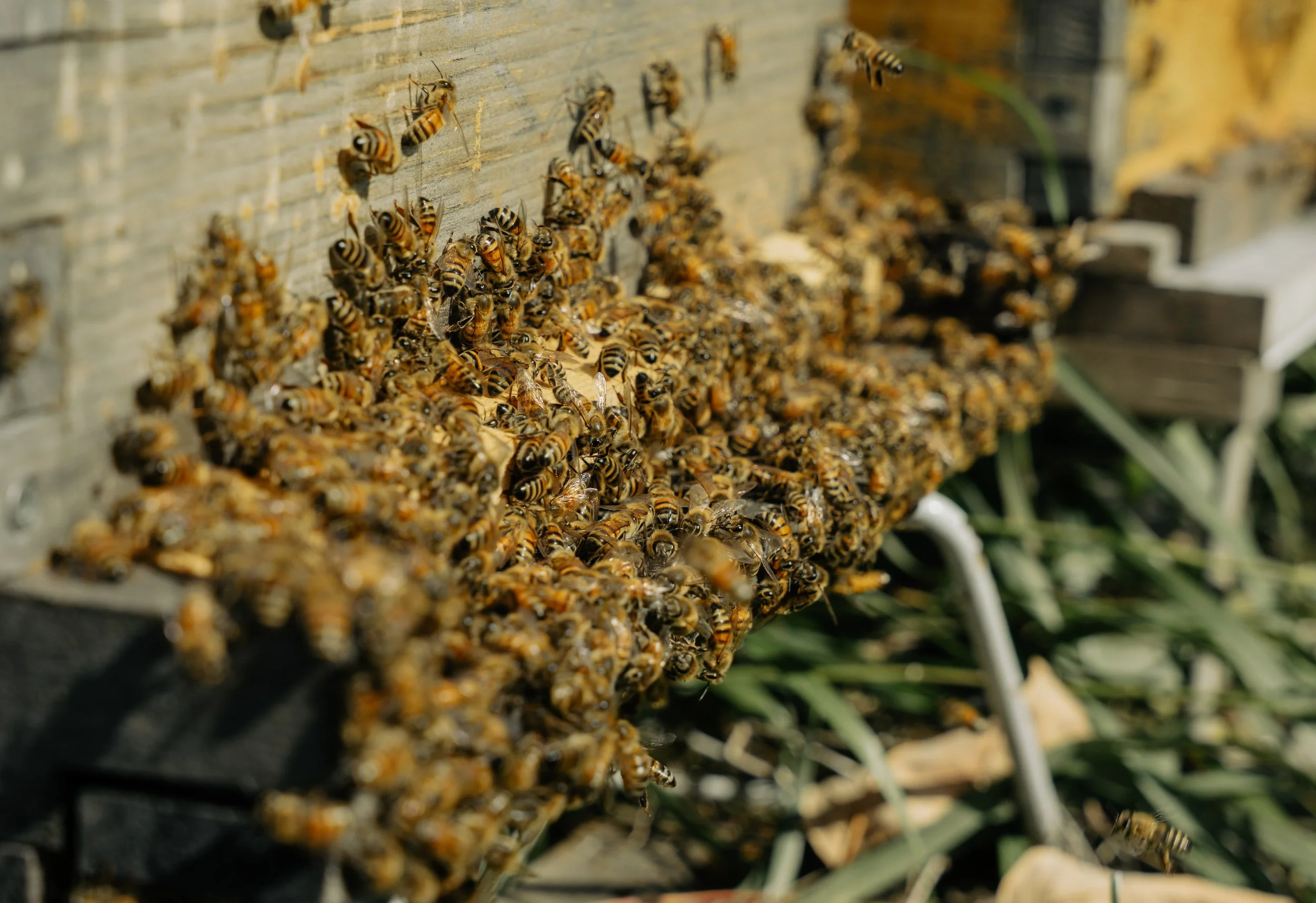 Managed beehives in a backyard garden