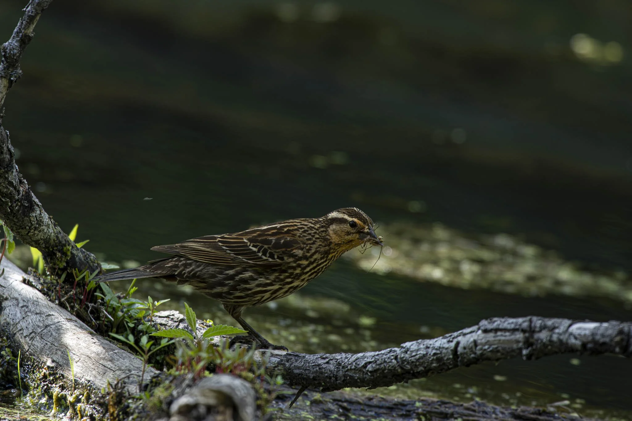 Low res animals-09.jpg