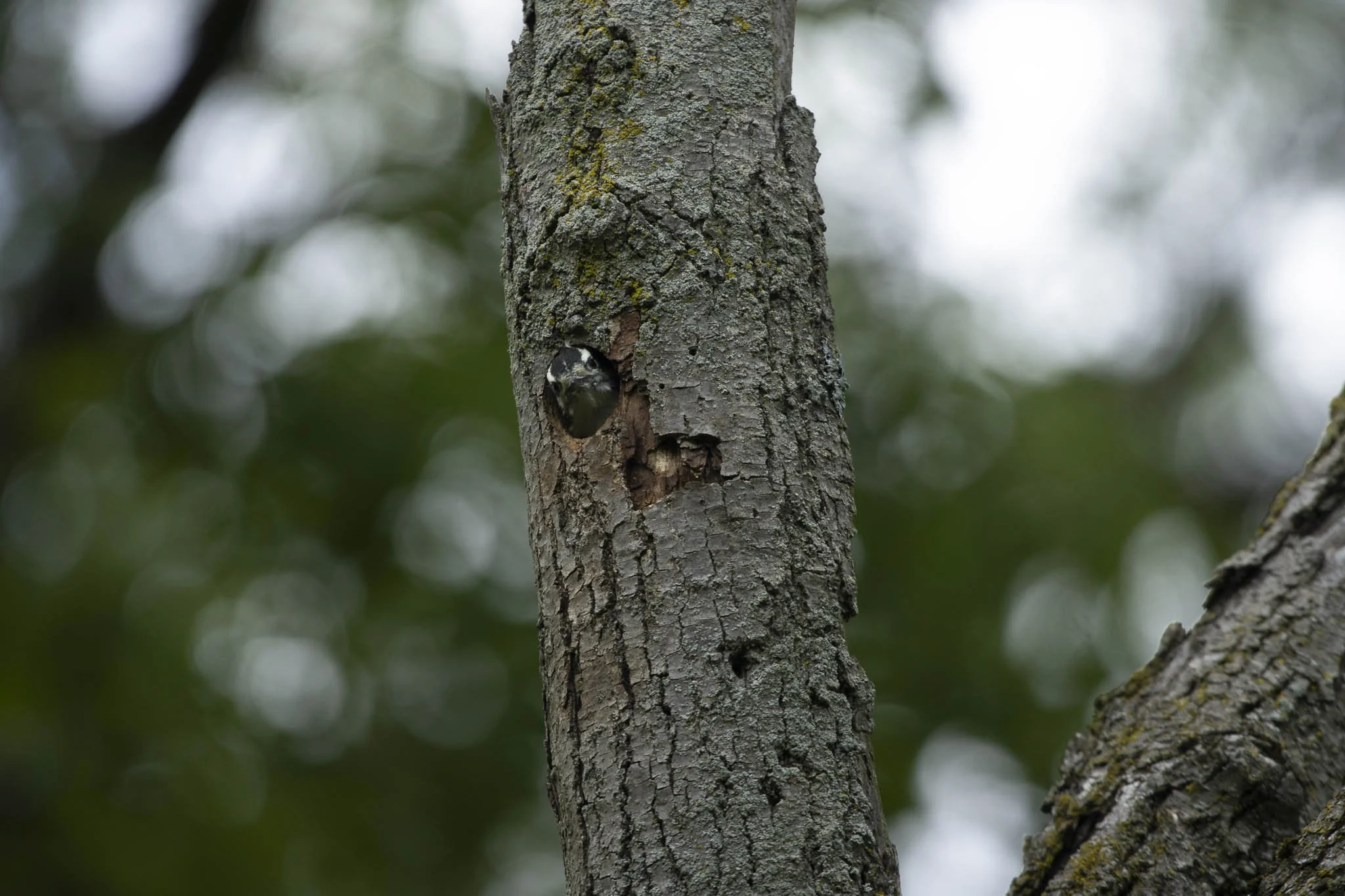 Low res animals-27.jpg