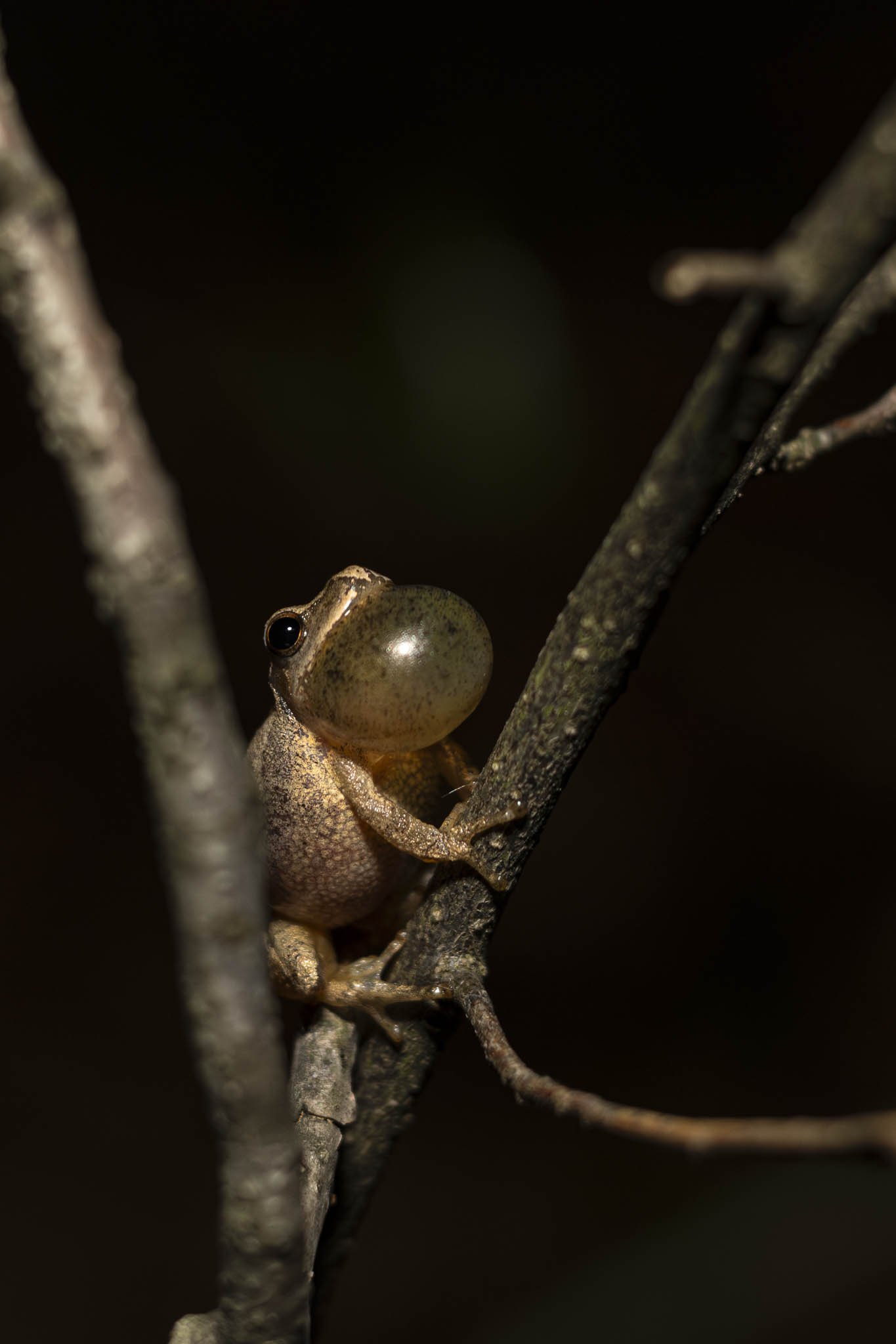 Low res animals-54.jpg